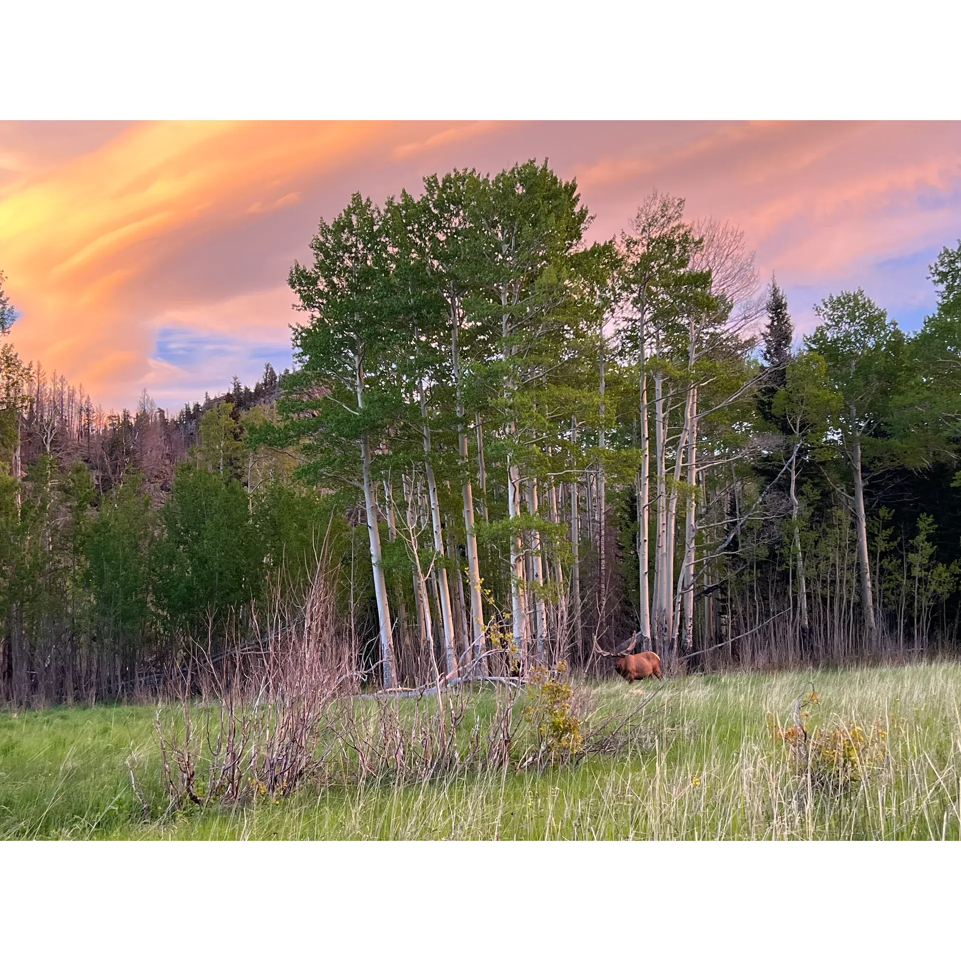 Mill Creek Basin is an idyllic retreat for outdoor enthusiasts looking to immerse themselves in the serene beauty of nature, offering a perfect blend of accessibility and tranquil wilderness. An easy hike from the Holowell Park trailhead leads adventurers to this peaceful corner of the park, where the charm of privacy and calm reigns supreme. Here, visitors can settle into one of two exclusive campsites, each accommodating up to seven guests, providing an intimate experience with the great outdoors.

The campsites at Mill Creek Basin boast flat and spacious grounds, ideal for setting up camp comfortably. Right at the edge of a picturesque, swampy meadow, campers enjoy a harmonious setting enhanced by the frequent appearance of local wildlife, including graceful elk and deer that roam freely through the meadow. For birding aficionaries, the area presents a wonderful opportunity to observe a variety of avian species in their natural habitat.

Beyond the wildlife and the meadows, the night sky at Mill Creek Basin offers an unparalleled stargazing experience. The dark and crystal-clear sky opens up an astronomical panorama for visitors to gaze upon the constellations and Milky Way in all their glory.

For those keen on exploration, the campsite is strategically positioned within range of easier day hikes. A short trek up the nearby hill offers a fantastic vista of Longs Peak and the surrounding high country, serving up breathtaking views that are sure to be a highlight of any trip.

Convenience is also thoughtfully considered at Mill Creek Basin, with close proximity to water sources and a shared privy, ensuring that practical needs are met without compromising the rustic charm of camping. Tucked away off the main trail, the campsite promises a secluded and peaceful experience, allowing visitors to connect with nature and each other in a setting that feels both wild and welcoming.

Mill Creek Basin thus emerges as a favored destination for those seeking respite from the hustle and bust the real world, where the beauty of the meadow, the allure of wildlife, and the majesty of the mountains converge to create unforgettable outdoor moments. Description by ChatGPT.