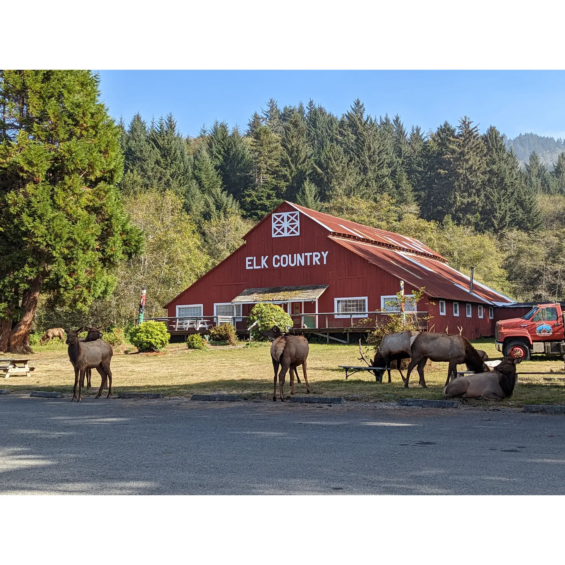 Elk Country RV Resort & Campground offers a unique outdoor experience for RV enthusiasts and camping aficionados alike. Perfectly accommodated for large Class A RVs with 50 amp services, the park prides itself on being well-maintained, clean, and organized. Guests often commend the helpful and amicable staff, highlighting the warm interactions and the efficient assistance received during their stay.

One of the most exhilarating features of this RV park is the opportunity to witness a variety of wildlife in their natural habitat. Visitors may find themselves in the company of majestic wild elk, creating unforgettable moments and photo opportunities right from the comfort of their own sites. For those seeking a relaxing retreat, the serenity of the location offers a picturesque setting to decompress and reconnect with nature.

The campground facilitates a number of outdoor activities, making it an ideal spot for families and friends to gather for memorable occasions. Many guests look forward to the annual events hosted in the area, such as the popular Bags tournament and the flavorful chili cook-off, which bring together both the local community and travelers.

Elk Country RV Resort & Campreground is a destination that caters to the essentials of comfortable RV living and back-to-nature tent camping, ensuring that every visit has the potential to be an engaging outdoor adventure. Whether it's for the roaming wildlife or the user-friendly RV amenities, this campground offers distinctive experiences for those passionate about the great outdoors. Description by ChatGPT.