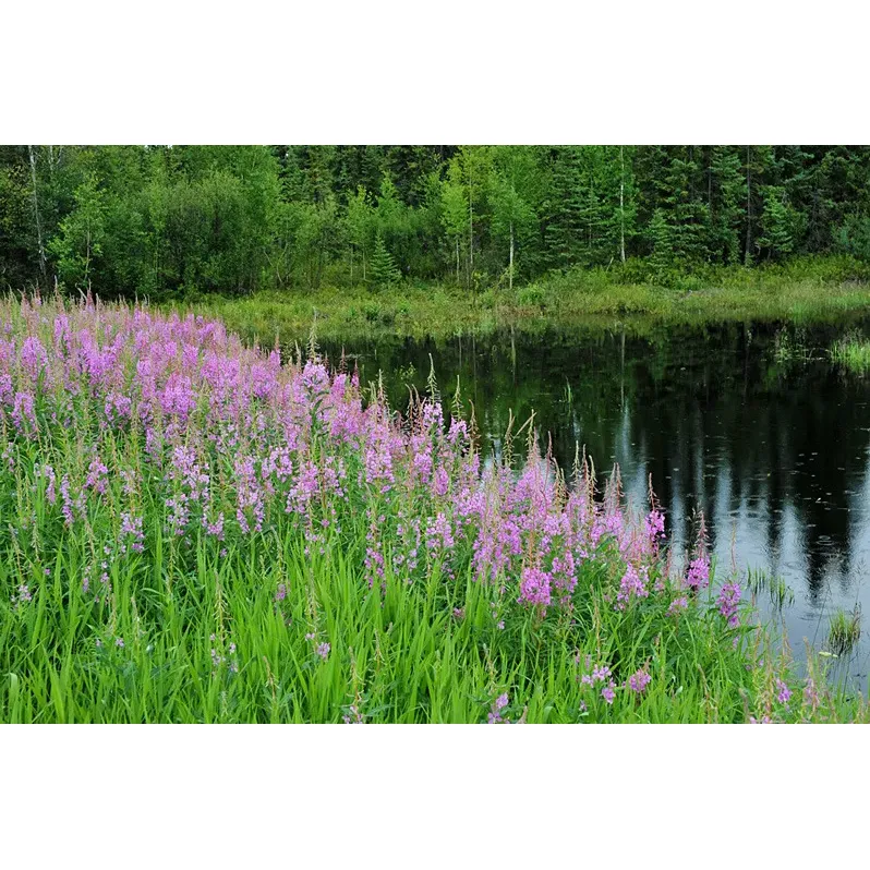 Frances Lake Government Campground offers a serene and scenic getaway for outdoor enthusiasts looking to immerbse themselves in the untouched beauty of the Yukon landscape. Boasting 24 spacious and well-maintained sites, this campground is a treasure for those who appreciate a tranquil retreat with the convenience of clean facilities and ample amenities.

Guests are enveloped in the calmness of the surroundings, where they can enjoy the splendor of Frances Lake right at their doorstep. The campground's layout allows for several sites to be situated directly on the lakefront, providing campers with stunning, unobstructed views of the water – perfect for relaxing by a roaring fire in the open air or taking in a peaceful sunset.

Visitors are consistently impressed with the campground's cleanliness, particularly noting the tidiness of the sites and the availability of clean pit toilets. The campground is equipped to accommodate a range of camping experiences, welcoming everything from tents to 24ft trailers with ease.

For the adventurous at heart, the area presents an ideal backdrop for long, inspiring walks along its extensive, albeit rocky, beach. Explorers and nature lovers alike can revel in the delight of uninterrupted strolls and the opportunity to discover the local landscape.

In addition to the natural allure, Frances Lake Government Campground stands out for its remarkable value and thoughtful provisions. A significant highlight is the supply of free firewood, ensuring that campers can enjoy the crackling comfort of a campfire without the extra cost or hassle of bringing their own.

With its prime waterfront sites and a reputation for having little to no bugs to disrupt the outdoor experience, visitors can fully indulge in the beauty and recreation offered by the Yukon wilderness.

While the campground's seclusion contributes to its peaceful atmosphere, it also doubles as an idyllic setting for a tranquil retreat, with the beauty of the nocturnal environment waiting to be embraced by those who venture there. It's an idyllic escape for those seeking solitude, tranquility, and a connection with nature. Description by ChatGPT.