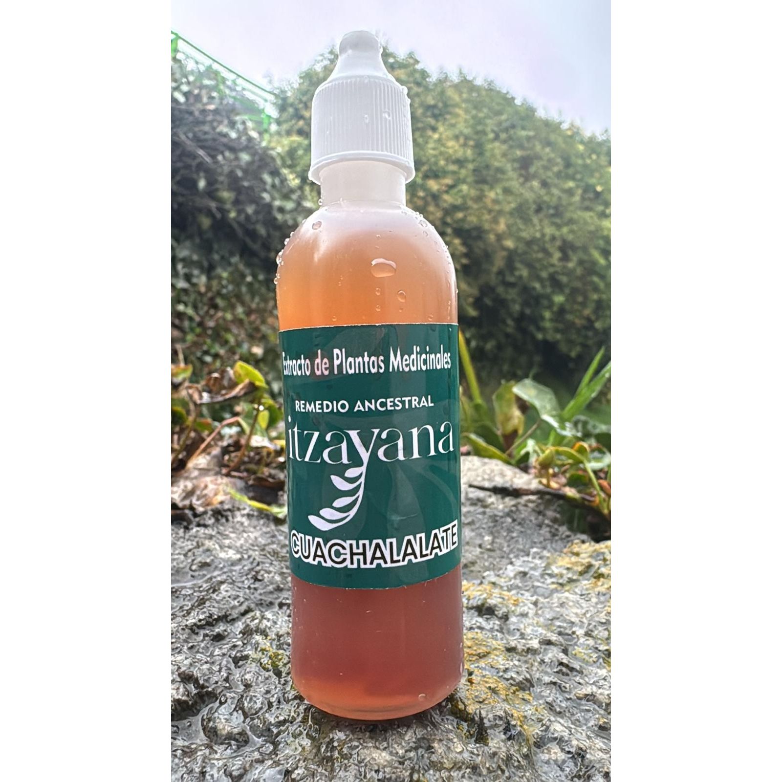 Discover ITZAYANA - Cuachalalate Tincture with Cancerina, an artisanal formula that combines the richness of two powerful Mexican medicinal plants. This hydroalcoholic extract is designed to offer you natural and effective support in your health care.