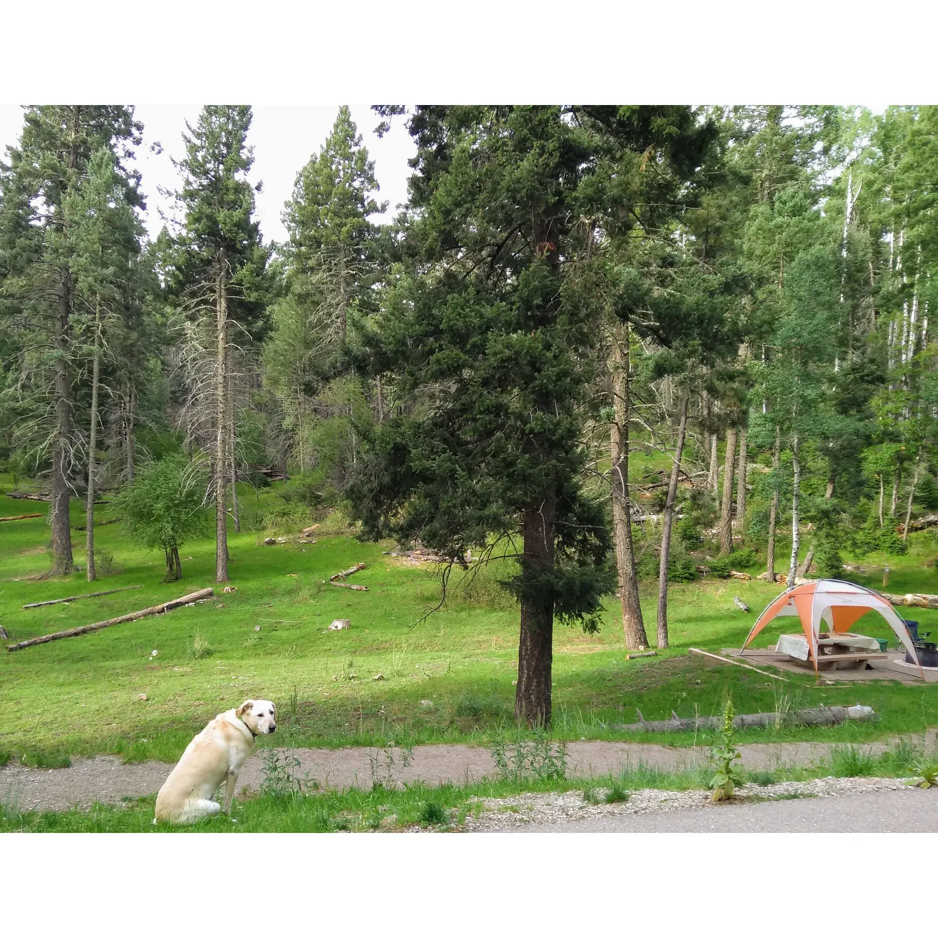 Sleepy Grass Campground offers a serene retreat for nature enthusiasts and camping aficionados. Guests consistently rave about the park host's exceptional assistance, adding a personal and hospitable touch to every visitor's experience. Spacious and well-appointed campsites are scattered throughout the grounds, ensuring privacy and an intimate connection with the surrounding natural beauty. 

The campground is highly praised for its immaculate facilities, particularly the cleanliness of its restrooms, which include the thoughtful addition of sanitizer stations for guest convenience. With the availability of wheelchair-accessible sites and a dog-friendly policy, the campground is an inclusive destination for all, including those with special needs and furry companions.

Nature lovers are treated to tranquil trails that meander through the campground, offering moments of calm and the opportunity to spot local wildlife, including herds of deer that often grace the landscape. Moreover, the close proximity to the charming town of Cloudcroft means access to quaint shops and restaurants for those seeking a break from outdoor cooking.

Sleepy Grass Campground is also hailed as an ideal hideaway for those looking to exchange the harsh desert climate for cooler, milder weather. Nearby attractions, like the Sun Spot Observatory, provide educational and awe-inspiring diversions, allowing visitors to explore the heavens and the enchanting White Sands views.

For guests seeking to indulge in stargazing, the campground's location ensures a celestial spectacle, with the night sky bursting with twinkling stars thanks to the area's remote tranquility. It's the same tranquility that envelopes the entire campground, with the only sounds being the harmonious chirps of birds and the occasional rustle of animals in the forest.

The consensus among travelers is clear: Sleepy Grass Campground is a gem with its well-maintained grounds and peaceful atmosphere, offering a delightful surprise to those looking to explore new camping destinations. Many guests eagerly anticipate their return, planning to once again bask in the simple yet profound pleasures of this camping haven. Description by ChatGPT.