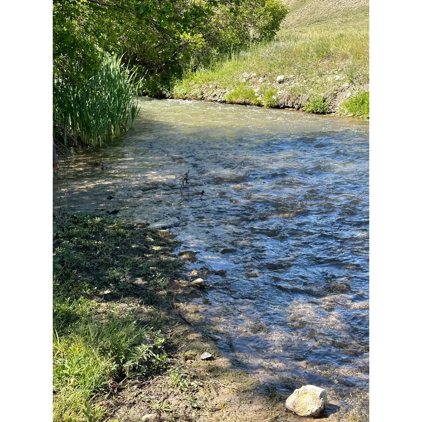 Birch Creek Campground offers an idyllic outdoor escapade with its scenic landscape embraced by stunning mountains that rise majestically on either side of a lush basin. A delight for nature enthusiasts and a paradise for anglers, the campground boasts a rippling creek that presents a pleasant challenge for those looking to wade through its gentle currents in search of the perfect fishing spot. 

Visitors can revel in the splendor of this no-fee recreation area, which offers a few rustic fire pits strategically placed near the creek for an authentic camping experience. While some of the dispersed sites are equipped with venerable picnic tables, every spot provides an opportunity to connect with nature in a tranquil environment far from the hustle of crowded campgrounds. 

For those looking to combine the serene beauty of nature with a hint of comfort, the campground features vault toilets and the convenience of potable water at the camp host site. The idyllic setting is not just for relaxation; it is also a playground for the younger campers who find joy in the simple pleasures of playing in the stream and catching fish. 

In homage to the allure of Birch Creek, it has become the inspiration for the Birch Creek Brewing Company, where the essence of the outdoors is captured in every craft brew. With a lineup of beers named after elements of the creek's surroundings, from the refreshing Brookie Lager to the bold Skull Canyon IIPA, the essence of Birch Creek lives on. 

Overall, Birch Creek Campground is a haven for those looking for a peaceful retreat amidst beautiful views and an opportunity to create lasting memories with family and friends, all while toasting to the great outdoors with a local brew inspired by the very landscape you're exploring. Description by ChatGPT.