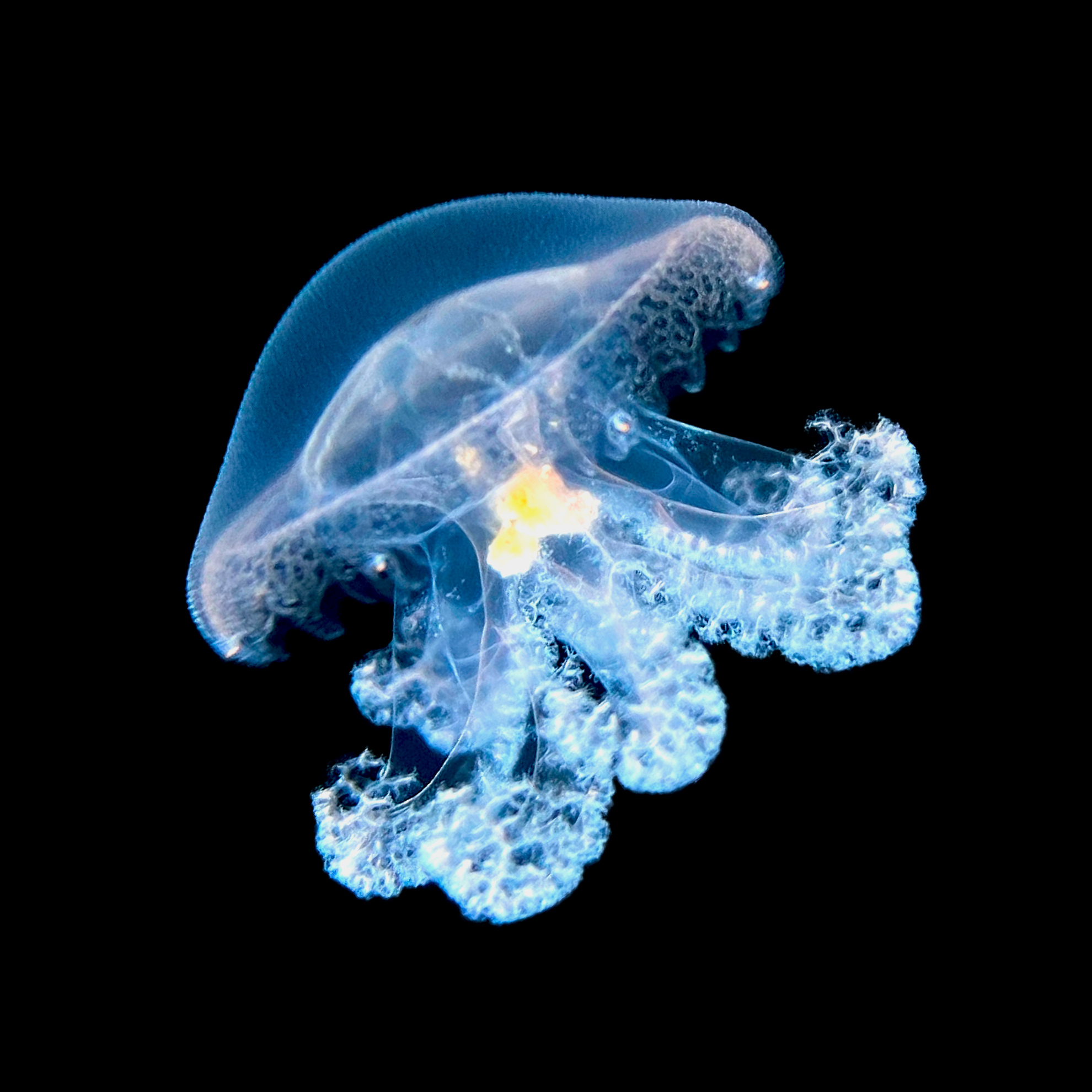 JELLYFISH: jellyfish