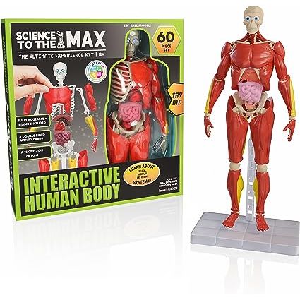 The Interactive Human Body is a fully equipped 3D body puzzle that stands at 14" tall. This educational toy is designed to mimic the movements of real human anatomy, allowing young scientists to get a real inside-look at how our bodies move.