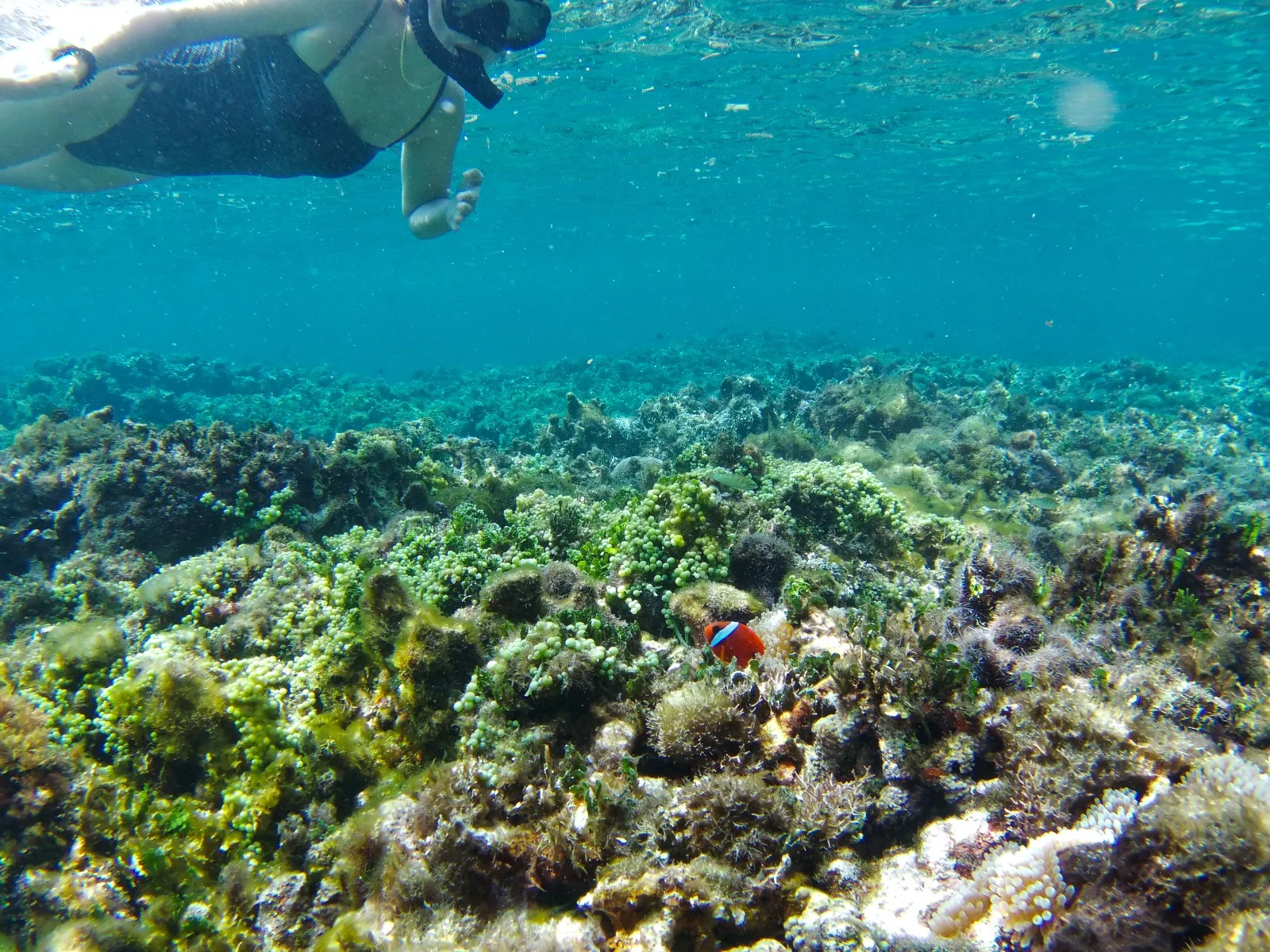 With such a commendable array of services and a heartfelt commitment to customer satisfaction, it’s no surprise that guests not only highly recommend Shapeshifter but eagerly anticipate their return, ready to create more memories on the beautiful shores of Siargao. Description by ChatGPT.
