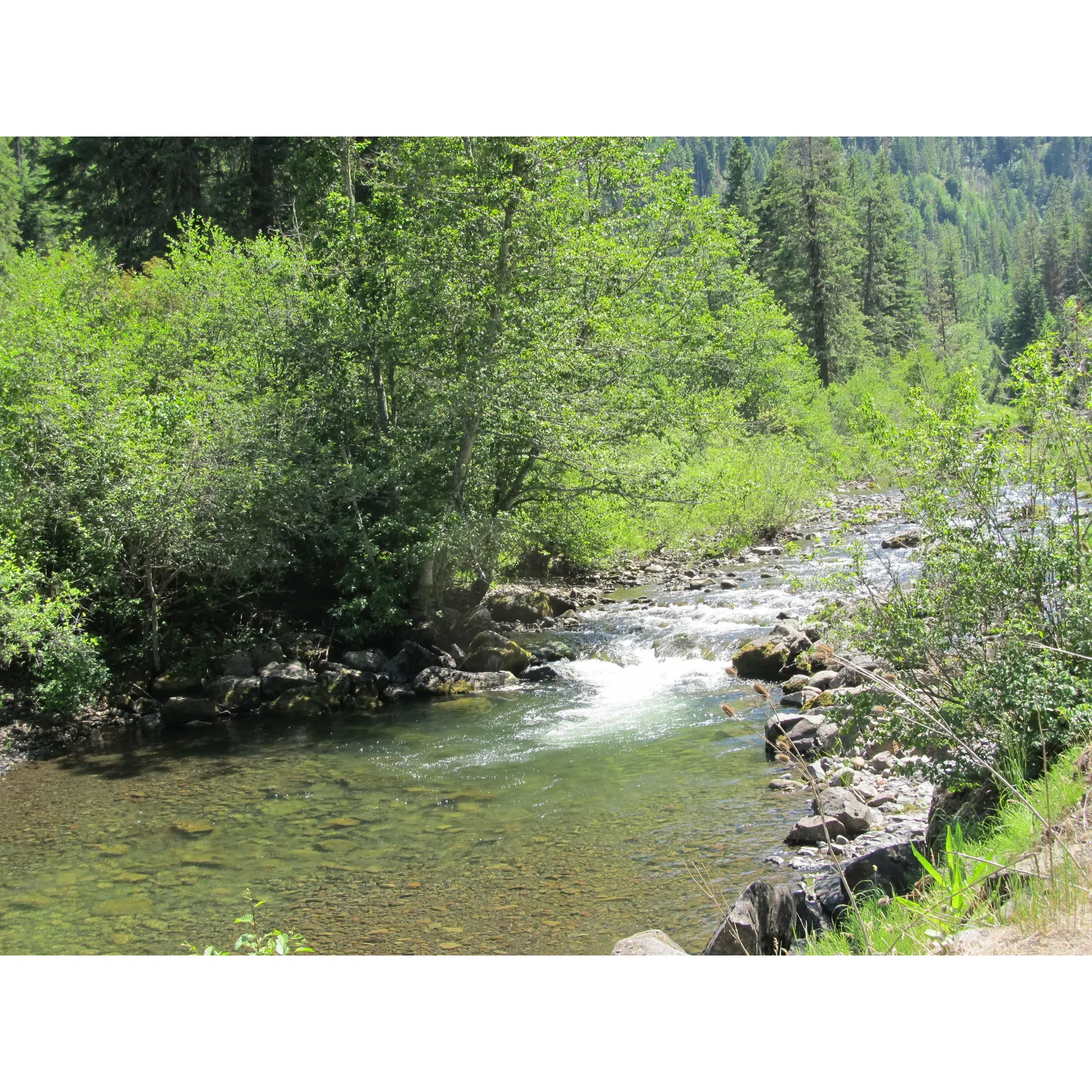 Umatilla Forks Campground is a beautiful outdoor haven offering a serene escape for those looking to immerse themselves in the tranquility of nature. The campground is an exceptional choice for adventurers who appreciate a more primitive camping experience, complemented by the basic yet convenient amenities such as septic restrooms and a water station to ensure comfort during your stay.

With spacious and well-spaced sites, the campground provides an intimate encounter with the great outdoors, allowing visitors to enjoy solitude even during busier times. Each site is a gateway to magnificent natural scenery and a plethora of hiking opportunities that beckon the eager explorer. A short walk to the septic toilets ensures convenience, while the provision of single-ply toilet paper adds a touch of thoughtfulness to the rustic environment.

Campers are encouraged to select from several prime spots, such as sites number 5 or 6, which offer ample space, shade, and the best river access for those looking to cool off in the refreshing waters or simply relax to the soothing sounds of the river. These coveted spots provide an ideal setting for families and individuals alike to disconnect from the bustle of daily life and engage with the simplicity of nature.

The surrounding area is a haven for nature lovers, boasting a rich tapestry of trails perfect for day hikes that reveal the stunning beauty of the region. As the crystalline water of the river invites a plunge to invigorate the senses, the warm sun readily blankets you in its comforting embrace.

For those who enjoy a night under the stars, the gathering of fallen wood for campfires adds a traditional touch to the camping experience, allowing for memorable nights filled with the crackling sounds of firewood and the storytelling that brings families and friends closer together.

Umatilla Forks Campground is a treasure waiting to be discovered, a place where the distance from the hustle of civilization is just enough to offer a fantastic getaway, yet accessible enough to feel reassuring. For those seeking an idyllic outdoor retreat, this campground promises a peaceful, picturesque, and truly unforgettable camping adventure. Description by ChatGPT.