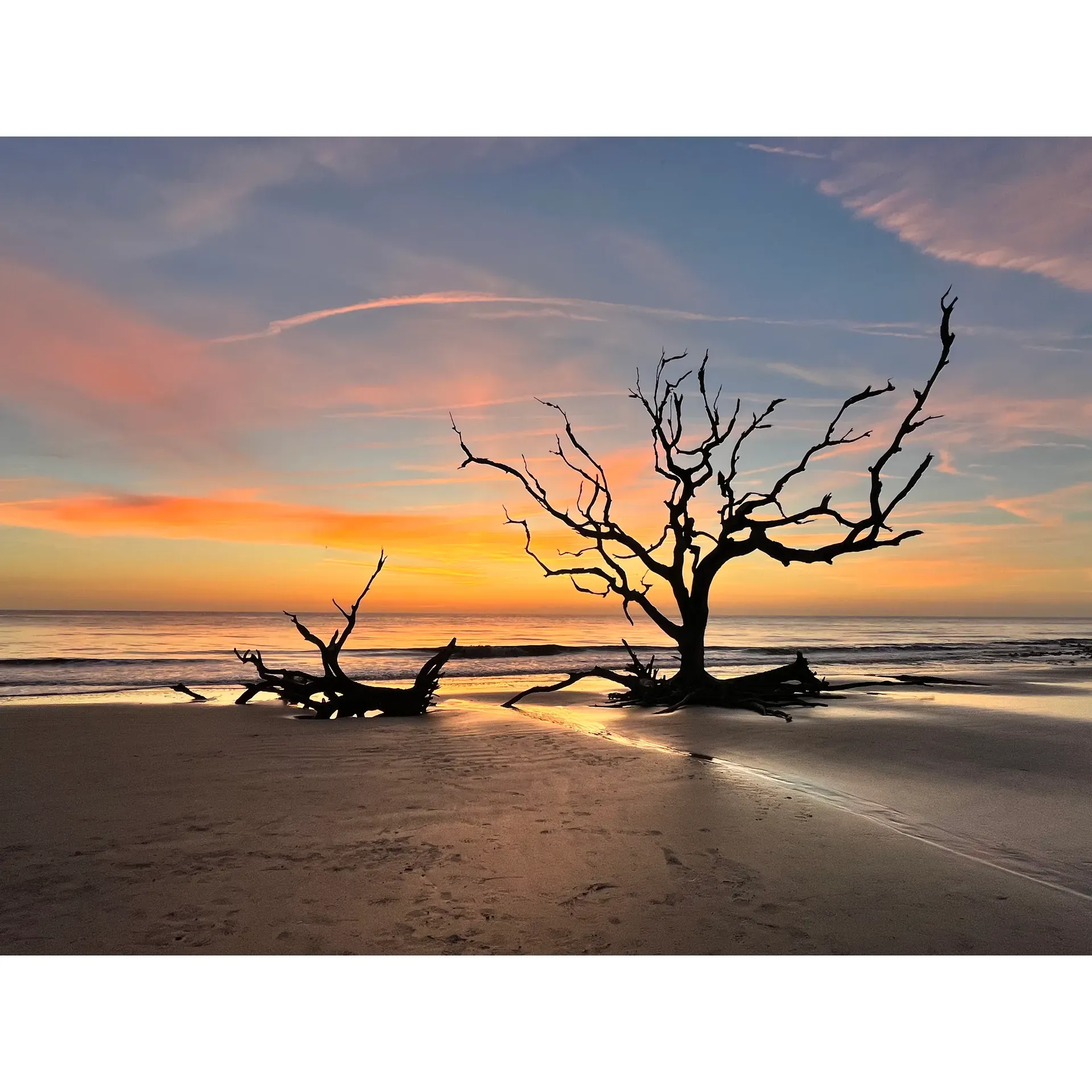 Driftwood Beach presents an enchanting coastal haven, a picturesque destination that captivates the hearts of visitors with its breathtaking natural beauty and unique landscape. As the first rays of the morning sun illuminate the sky, the beach transforms into a mesmerizing canvas, inviting early risers to witness a sunrise that is truly a spectacle to behold. Photographers and nature enthusiasts are drawn to this remarkable setting, where the silhouettes of majestic driftwood create a stunning sculpture garden crafted by the hands of nature itself.

Located on the north end of Jekyll Island, Driftwood Beach is often cited as the highlight of visitors' experiences, offering an expanse of weathered trees and branches that stretch as far as the eye can see. This otherworldly scene is not only a feast for the eyes but also an opportunity for adventure and exploration. Picture-perfect moments abound, as families picnic amidst the formations and the landscape offers an ever-changing backdrop for capturing memories.

Beyond its aesthetic allure, Driftwood Beach is a pet-friendly destination where four-legged friends are welcome to join in the experience, making it an ideal spot for visitors looking to enjoy the company of their canine companions. Whether bathed in golden morning light or presenting a moodier, atmospheric vibe on an overcast day, the beach never loses its charm. Its captivating presence and serene atmosphere promise a delightful experience for all who discover this hidden gem on Jekyll Island, leaving guests with lasting impressions and a yearning to return. Description by ChatGPT.