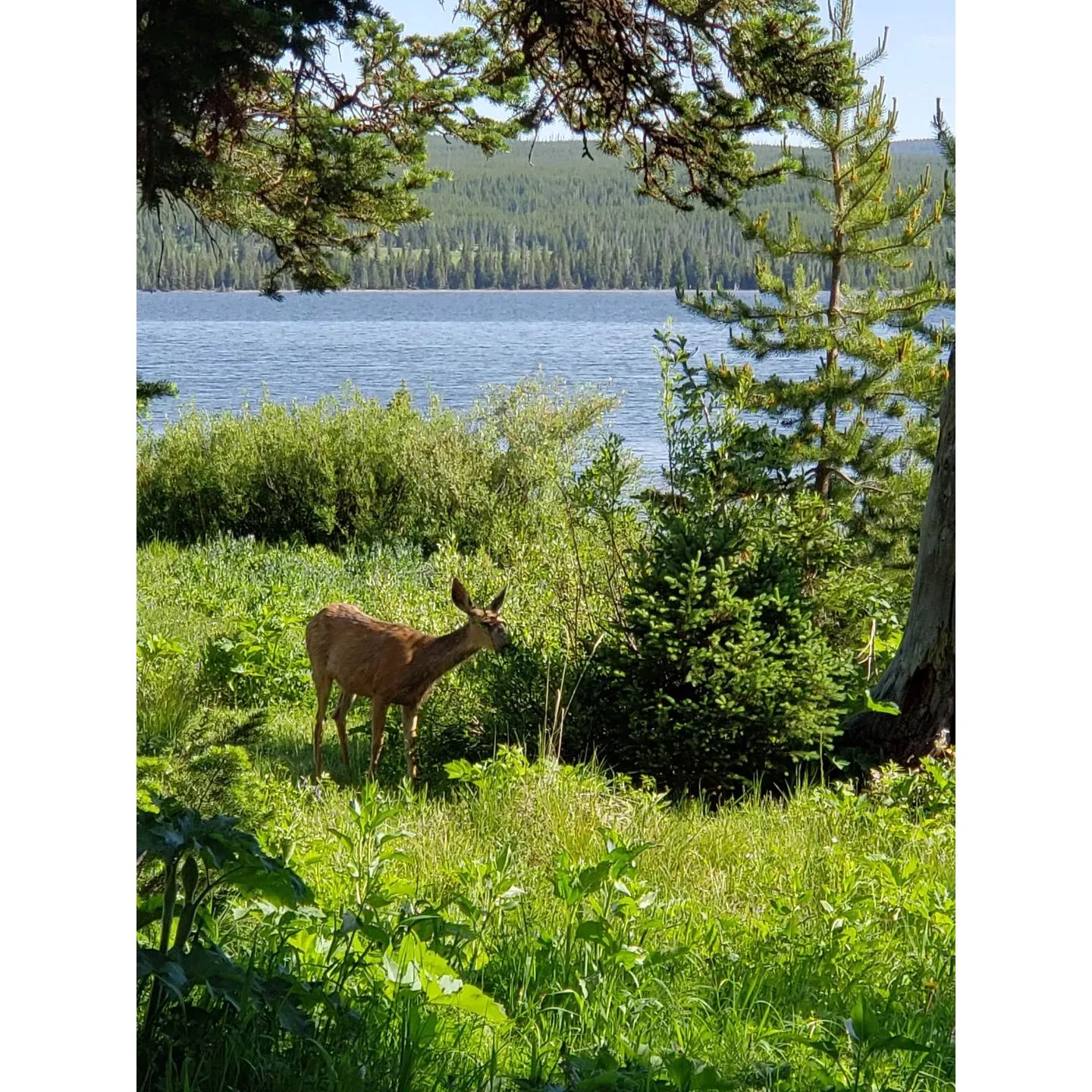 Hideaway 8H3 emerges as a charmingly clean and conveniently located backcountry campsite favored by outdoor enthusiasts for its proximity to essential amenities. Boasting an advantageous position, this campsite offers easy access to the serene lake, ensuring guests can enjoy aquatic activities with minimal effort. In addition, the nearby bathroom facilities provide a touch of comfort in the rugged wilderness, while the presence of a stream nearby means fresh drinking water is always within reach, allowing for a hassle-free camping experience.

Ideal for climbers heading towards the challenging Sheraton trails, Hideaway 8H3 might require a brief hike, yet it is well-regarded for being absolutely worth the effort. Its position ensures a tranquil retreat after a day of adventure, without sacrificing the conveniences that modern campers appreciate. While there may be subtle preferences for neighboring spots when available, Hideaway 8H3 holds its own as a delightful choice for those seeking a harmonious balance between nature immersion and camping comfort. Description by ChatGPT.