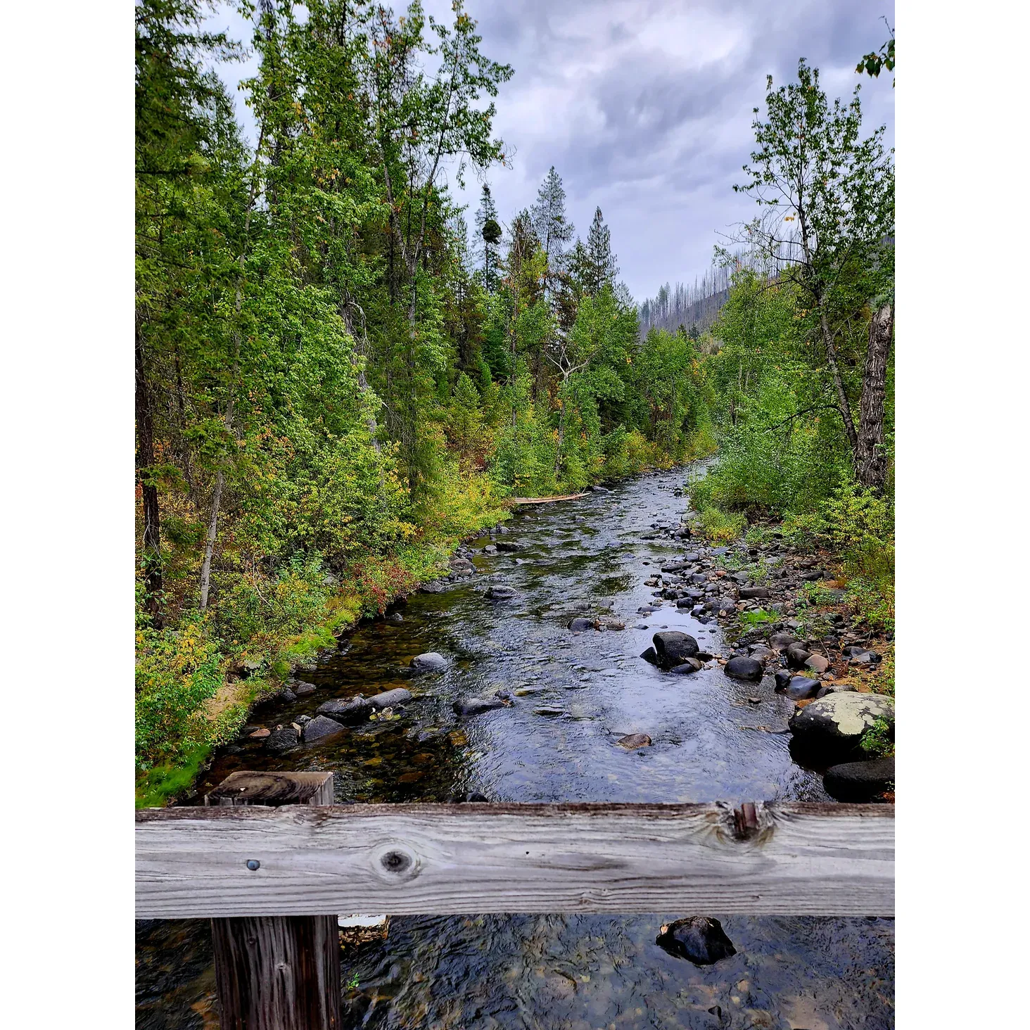 Sheep Creek Campground offers a picturesque escape into the great outdoors, perfect for visitors yearning for tranquility and natural beauty. Boasting a beautiful backdrop, this camping haven invites both the young and young-at-heart to create lasting memories amid the forest's serene ambiance.

Visitors can relish in the harmonious sounds of the babbling creek, which presents the perfect playground for children to gently float on tubes under the watchful eyes of relaxing adults. Small and intimate, the campsites are ideal for those looking to reconnect with nature through tent camping, surrounded by lush forestry that captures the essence of the wilderness experience.

A treasured gem for generations, Sheep Creek Campground has been a cherished retreat for families and adventurers alike, growing fonder in their hearts with each passing year. It is a locale that transforms with you, appealing to the peaceful seeker in everyone, from spirited youths to those finding newfound appreciation in their later years.

Whether looking to reflect in solitude or seeking active engagement with the environment, Sheep Creek Campground guarantees a sublime getaway, where one can immerse oneself in the embrace of nature's untainted beauty, time and time again. Description by ChatGPT.