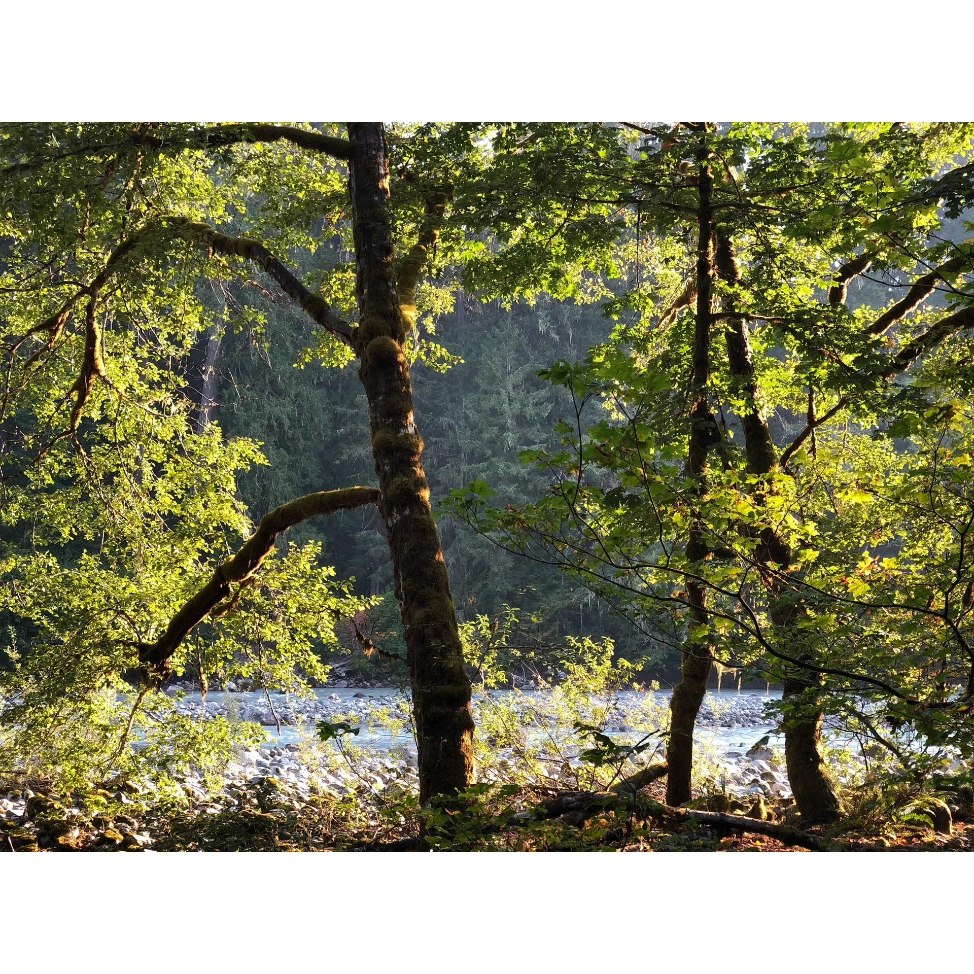 Clear Creek Campground offers an idyllic escape for outdoor enthusiasts seeking a serene getaway with the convenience of nearby amenities. A quaint and intimate setting provides campers with a variety of well-maintained spots, each offering its own unique charm. Favored for its proximity to the enchanting town of Darrington, visitors can easily restock on supplies, ensuring a comfortable stay amidst nature.

The campground boasts an array of sites, including the much-acclaimed site 13 for those seeking tranquility and seclusion, as well as site 12, known for its impressive scenic views. Despite the compact arrangement, the campground presents a friendly atmosphere where children and pets can frolic freely, adding to a sense of community and warmth.

Surrounded by lush, ancient foliage, Clear Creek Campground enjoys immediate access to a pristine river, distinguished by its crystal-clear waters perfect for a refreshing dip or a moment of quiet contemplation. The natural beauty of the location is complemented by the welcoming presence of the campground's host, ensuring all visitors feel at home.

A commitment to cleanliness is evident throughout, with well-maintained grounds and exceptionally clean permanent restroom facilities. Although the sites are unpaved, offering a truly authentic camping experience, campers can enjoy the practicality of having dumpsters within reach, keeping the area tidy and preserving the natural surroundings.

For adventurous spirits, nearby trails beckon, ranging from easy riverside strolls to more challenging paths leading down to the water. Despite their rustic nature, these trails reward the intrepid with intimate access to the river’s edge, inviting exploration and discovery.

Overall, Clear Creek Campground is a charming refuge, perfect for both leisurely relaxation and outdoor adventure. With its serene environments, clean facilities, and close-knit atmosphere, this campground stands as an enchanting retreat for those looking to immerse themselves in the splendor of nature while enjoying the comforts of a cared-for and hospitable stay. Description by ChatGPT.