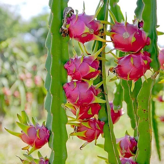 Hylocereus undatus, also known as the dragon fruit cactus, is a stunning tropical vining cactus that produces delicious fruits. This versatile plant can be grown as an ornamental plant or as a food crop, making it a popular choice for gardeners.