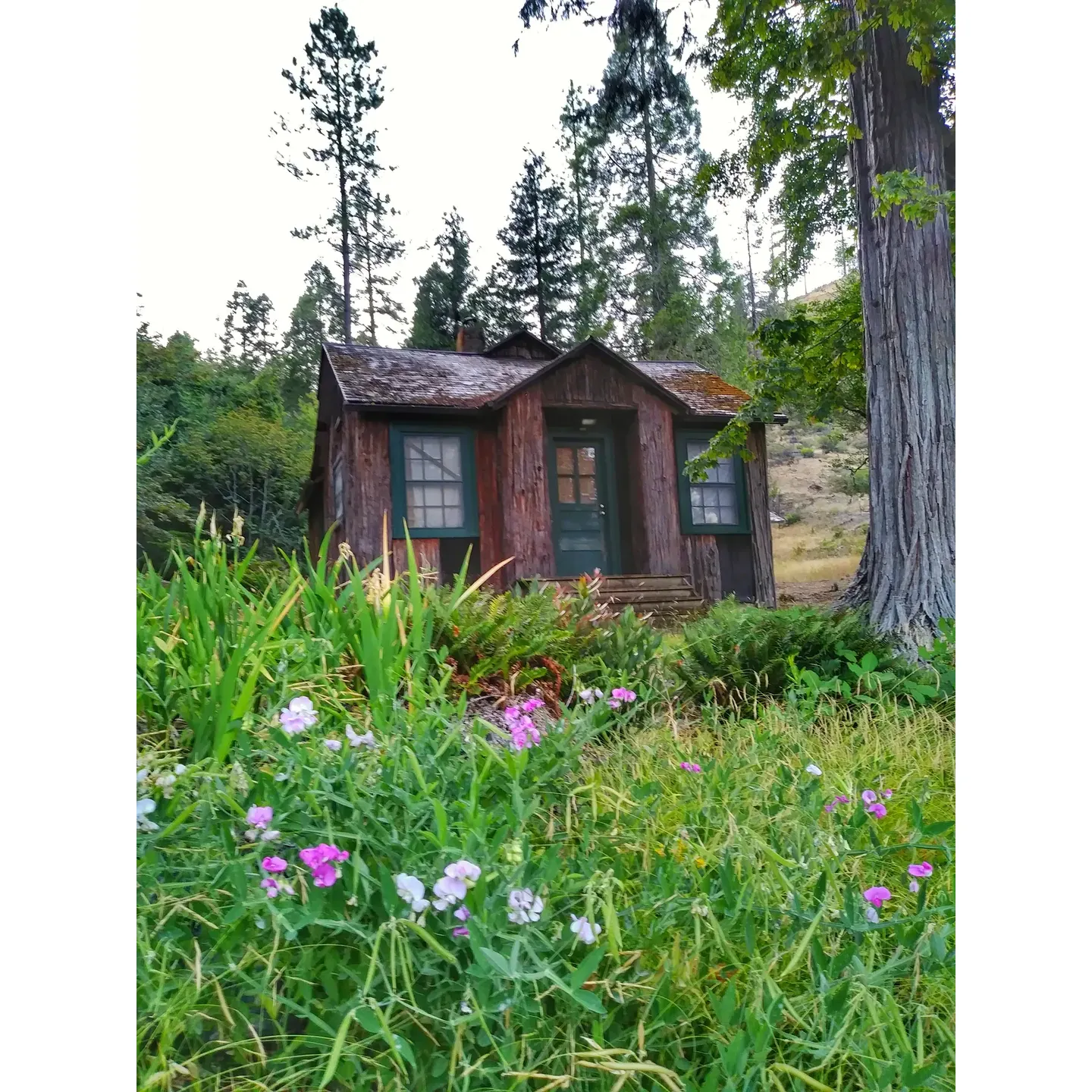 Store Gulch Campground is a serene and picturesque outdoor destination that offers a tranquil escape for nature enthusiasts and family outings. Visitors can enjoy the breathtaking beauty of the glistening river that flows like glass, complemented by pristine beaches that stretch along the river's edge. The area is also famous for its swinging bridges, which provide a delightful spot to relax and soak in the surrounding natural splendor.

This intimate campground, with just five sites, often provides a sense of exclusivity and privacy, especially during quieter times of the year. The remote setting ensures a peaceful retreat with minimal disturbances from passing traffic. It's an undiscovered gem during the off-season when solitude seekers can bask in the exclusiveness of the serene environment.

For wildlife enthusiasts, the campground offers an unexpected treat with the presence of scorpions, revealed under the soft glow of blue lights during nighttime explorations. The family-friendly atmosphere is complemented by easy access, ensuring a stress-free experience for visitors of all ages. Store Gulch is an ideal spot for plunging into outdoor activities like diving from gently elevated rocks and exploring tranquil little coves, all while enjoying the company of friendly fellow campers.

The meticulously maintained campground includes convenient amenities, such as well-kept toilets, adding comfort to the rustic outdoor experience. Although the road leading to Store Gulch takes travelers through a scenic journey of paved and gravel paths along mountains and cliffs, the reward upon arrival is the clear and inviting waters of the Illinois River. The clarity of the river is unparalleled, inviting visitors to gaze at the riverbed from above or while taking a refreshing swim.

Store Gulch has historically been a place where one might encounter a forest ranger or other conservation professionals, underscoring the area’s commitment to maintaining its natural beauty and promoting responsible recreation. Current visitors are encouraged to embrace these values by packing out all trash to preserve the pristine condition of the environment.

Near to the Grants Pass area, Store Gulch is not just a local favorite but also a must-visit spot for travelers seeking a memorable day on the river. With a variety of diving spots to cater to different thrill levels – including a modest 4-foot drop for beginners and higher ledges reaching up to around 22 feet for the more adventurous – there is something for everyone at this celebrated river destination in Southern Oregon. The commitment to keeping the area welcoming and clean for all is a testament to the community’s love for this special place, making it a perfect setting for creating unforgettable outdoor memories. Description by ChatGPT.