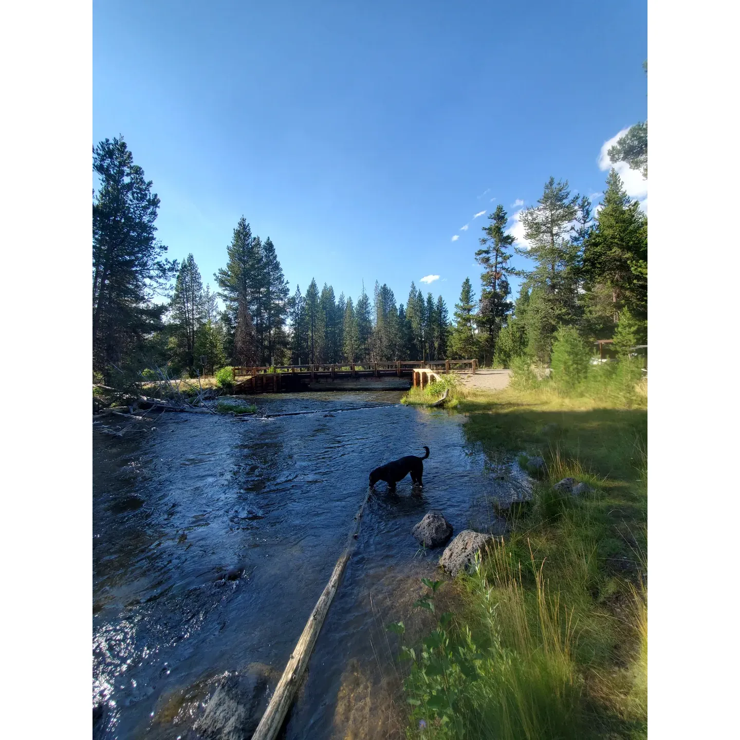 Cow Meadow Campground offers outdoor enthusiasts a serene and scenic getaway, surrounded by the natural beauty of a lush landscape. Groups and families seeking a retreat from the hustle and bustle will appreciate the spacious sites available, accommodating gatherings both large and small, where children and adults alike can indulge in the simple pleasures of nature.

Wildlife abounds in this tranquil setting, providing guests with the unique opportunity to observe deer wandering through the area, adding a touch of magic to their camping experience. Moreover, the campground serves as a starting point for water-based adventures, with kayakers often sharing the gentle waters with local geese, creating memorable experiences for nature lovers.

The surroundings invite exploration and enjoyment, with the Deschutes River offering a picturesque backdrop for campsite relaxation. Accessibility to the campground does require traversing a gravel road, which heightens the sense of escape to a more secluded spot where the outside world feels miles away.

While embracing the rustic charm, guests are encouraged to come prepared to fully enjoy their stay, embracing the wilderness for what it is - a place to disconnect and immerse oneself in the breathtaking vistas and the quietude of a smaller, more intimate campground. This idyllic destination is ideal for those who find peace in the simplicity of outdoor living and the joys of a tranquil, natural setting. Description by ChatGPT.