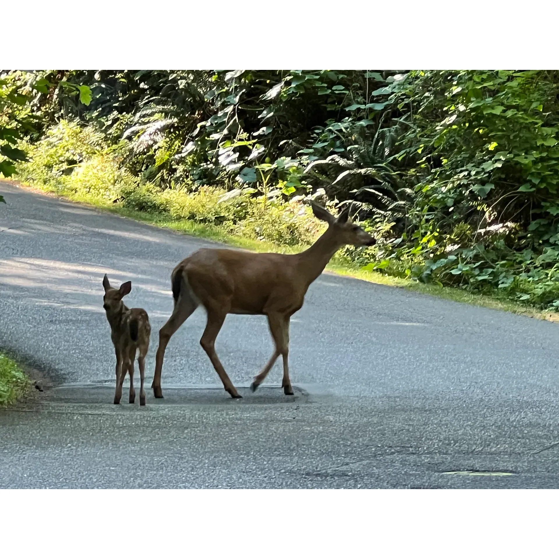 Surrounded by the serene beauty of Oregon's lush landscapes, the Oxbow Park Campground Entrance welcomes outdoor enthusiasts to a haven of natural splendor. The campground offers beautiful campsites that cater to a range of preferences, ensuring a comfortable and memorable stay for all visitors.

Guests can immerse themselves in the great outdoors with an array of well-maintained trails that beckon hikers of all skill levels. These paths cut through picturesque woodlands and provide access to the gentle river, inviting campers to partake in water activities or simply appreciate the tranquil flow of water.

For families, the park is a delight with several playgrounds dotting the area, giving children ample space to run, play, and explore. The experience is further enhanced by the opportunity for wildlife viewing, as local deer are often spotted roaming the grounds—a charming reminder of the area's rich biodiversity.

The amenities at the campground are thoughtfully geared towards ensuring comfort and convenience. Campers have access to hot showers, perfect for freshening up after a day full of adventure. Moreover, the site promotes environmental responsibility with readily available recycling facilities to support sustainable practices.

For those seeking a true retreat from the hustle and bustle of daily life, the park provides a sanctuary where the absence of cell signal ensures an undistracted connection with nature. Rangers on site are known for their friendliness and helpfulness, always ready to assist guests and enhance their park experience with their local knowledge and expertise.

Oxbow Park Campground Entrance is a must-visit destination for those seeking to take in the natural beauty of Oregon while enjoying the benefits of a well-maintained camping and recreational facility. Whether opting for a day visit or an extended camping trip, guests can look forward to an array of outdoor activities and the serene ambiance of this wonderful park. Description by ChatGPT.