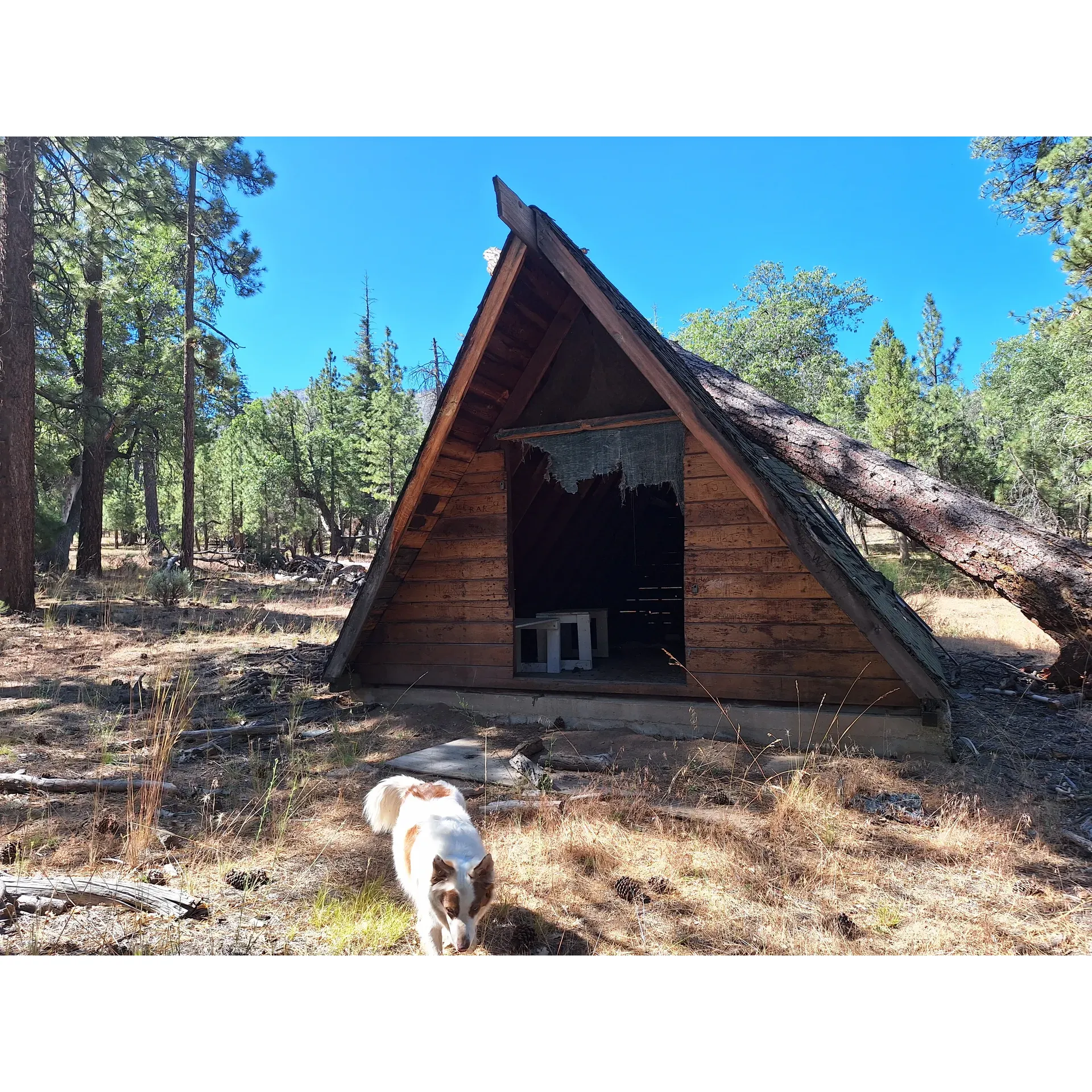 South Fork Family Campground offers an exceptional outdoor retreat for nature enthusiasts, families, and adventurers. Boasting a prime location with stunning scenery and the gentle hum of small creeks threading through the landscape, guests are invited to immerse themselves in the tranquility of the great outdoors.

Visitors often highlight how engaging the campground is for children, with plenty of activities to keep the little ones captivated amidst the beauty of nature. Its picturesque settings provide the perfect backdrop for memorable family outings.

Accommodating both tents and trailers, though with a limited number of larger spaces, the campground ensures that each spot offers ample room for your stay. Equipped with fire rings and picnic tables, guests can enjoy the simple pleasure of outdoor dining and cozy campfires, which are particularly delightful given that there are currently no fire restrictions; obtaining a fire permit is a simple process.

With around 30 campsites operating on a first-come, first-serve basis, the campground offers an intimate and friendly atmosphere, with options to set up your home away from home by serene water features, including a delightful tiny tributary ideal for hammock relaxation. While the campground provides basic restroom facilities known colloquially as 'honey holes,' guests have the bonus of access to showers at a nearby campground, conveniently available with the pass from South Fork.

For the more active visitors, the Santa Ana River Trail crosses through the campground, presenting opportunities for both short strolls and demanding hikes. Additionally, trailheads right by the campground entrance beckon hikers to explore the mountainous terrain or enjoy mountain biking along nearby roads.

The campground's location is also appealing to anglers, with Jenk Lake just a few miles away, offering a different setting for fishing and relaxation, with a small parking fee. Despite its accessibility from the city, the campground's surroundings remain pleasantly undisturbed, with an array of trees offering shade and notable cleanliness throughout the premises.

While the lack of cell phone signal at the campground further enhances the disconnect from daily life, those who wish to stay connected can find service along the Jenk Lake road.

South Fork Family Campground is a beloved seasonal getaway, operating from May to September, and is appreciated for its affordability and the enjoyment it offers to all guests looking for a serene escape with the opportunity for various outdoor experiences. Description by ChatGPT.