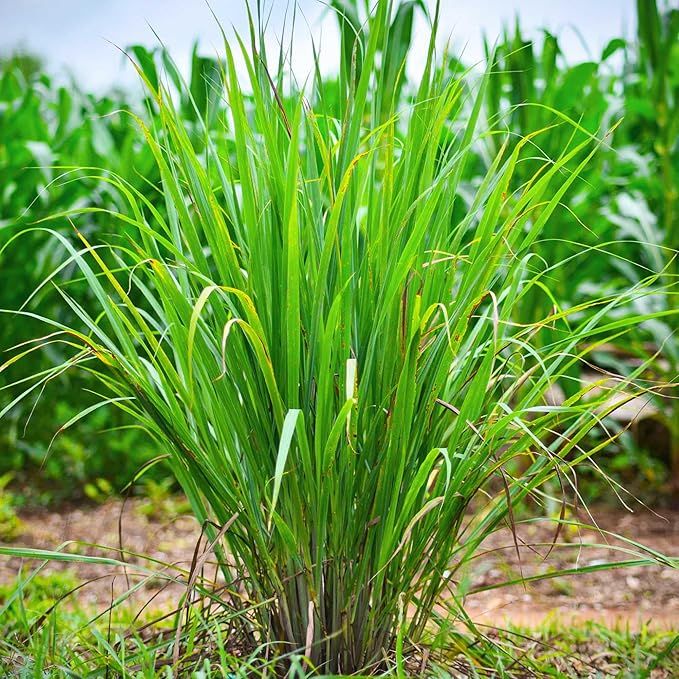 The 1000+ Lemon Grass Seed for Planting is a non-GMO heirloom variety that comes in a bulk jumbo pack, making it ideal for planting and growing an herb garden. Lemon grass is a fragrant herb that is commonly used in Asian cuisine and is known for its citrusy flavor and aroma.