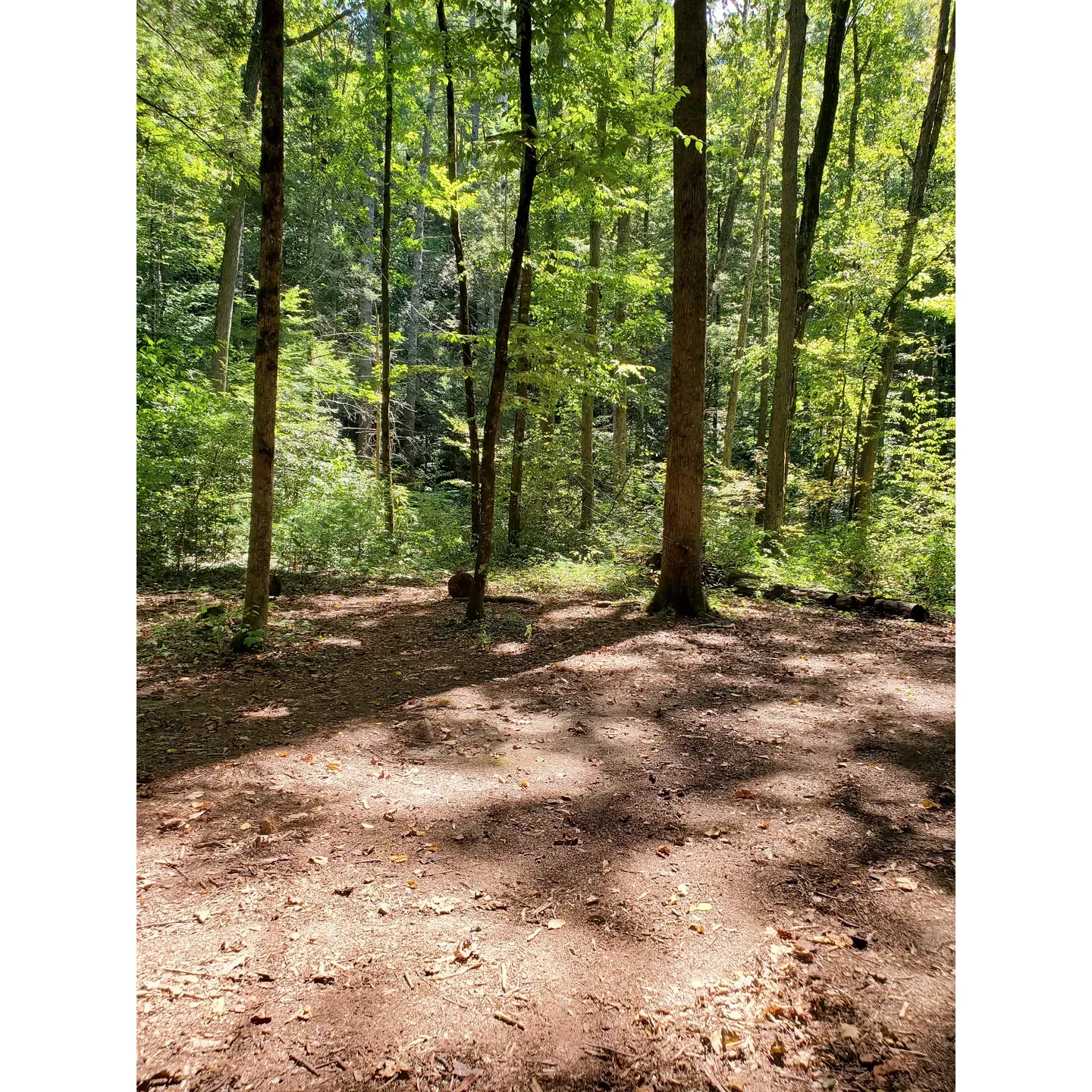 Backcountry Campsite 01 offers a serene outdoor experience, providing the perfect blend of convenience and nature for families and beginners alike. The campsite is a gentle mile's hike from the Abrams Creek Campground, sitting in close proximity to the scenic Foothills Parkway, giving you a sense of wilderness without being too far from civilization. 

At dawn and dusk, the air comes alive with the calls of local birds, while nights are often filled with the distant howl of coyotes and hoots from owls, creating an enchanting natural soundscape for campers. The site features acres of lush trees, making it an ideal haven for hammock enthusiasts or those seeking shade and tranquility.

Three communal fire rings beckon for cozy evenings under the stars, while two sets of bear cables ensure peace of mind. The nearby creek not only adds to the idyllic atmosphere but also serves as a source of water for those who come prepared to filter or boil it. A small spring in proximity to the site offers an alternative water supply, ensuring that you stay hydrated during your wilderness adventure.

With easy access from a designated parking area, families will find the additional short trek on a gravel road to be part of the adventure. The meandering path to the campsite crosses a couple of minor waterways, adding a touch of excitement to the journey. The spacious layout of the campsite means that even when sharing with other groups, everyone can enjoy their own piece of the backcountry.

Backcountry Campsite 01 is a gem for those looking for a beginner-friendly backpacking experience, where the essentials of outdoor survival and the joys of nature can be imparted to the younger generation in a safe and captivating environment. With its accessibility, natural beauty, and the babble of the creek, this campsite provides a restorative outdoor experience, leaving visitors with cherished memories of their time in the great outdoors. Description by ChatGPT.