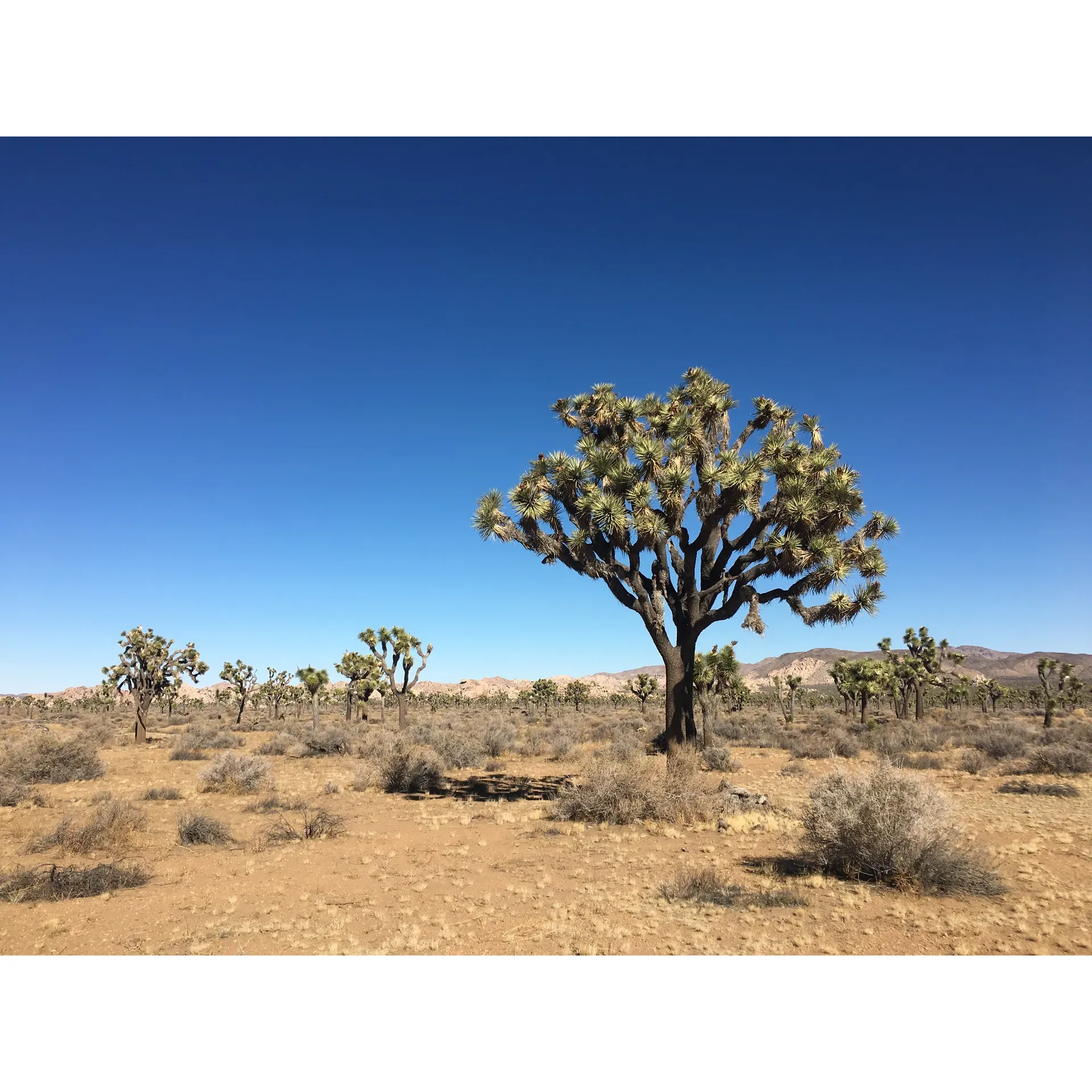 Juniper Flats Backcountry offers an inviting gateway for adventurers seeking to immerse themselves in the untouched wilderness of Joshua Tree National Park. This premier trailhead is a favorite among hikers and backpackers alike, serving as the starting point for the scenic journey to the summit of Quail Mountain. With its well-defined single-track trail, it stands as an idyllic route for those wishing to delve into the park's natural beauty.

Outdoor enthusiasts are drawn to the unspoiled landscapes that Juniper Flats Backcountry provides. It's an exceptional venue for an overnight trek, delivering a true backcountry experience. Hikers can expect to be rewarded with stunning vistas and the serenity that only a high desert ecosystem can offer.

Moreover, those looking for a more extensive hiking circuit will find the Stubbe Spring Loop hike accessible from this trailhead. It offers an encompassing adventure through diverse terrains filled with native flora and fauna, crystal-clear skies, and the spirit of exploration. Juniper Flats Backcountry is the quintessential starting spot for memorable and exhilarating journeys within Joshua Tree National Park. Description by ChatGPT.