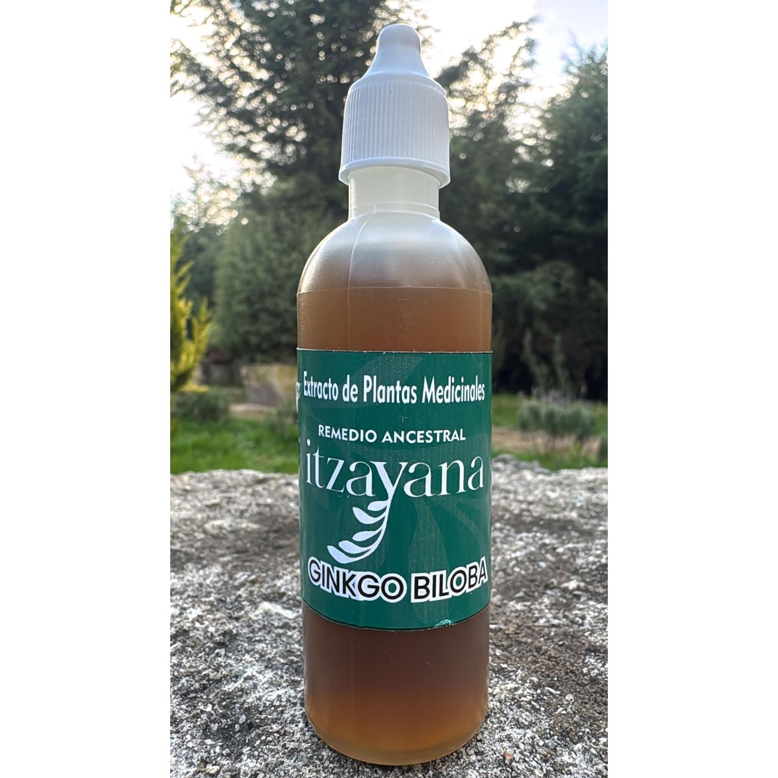 Immerse yourself in the wisdom of nature with ITZAYANA - Ginkgo Biloba Tinctura, an exquisite blend that combines tradition and science to offer you unique benefits that boost your brain and circulatory health.