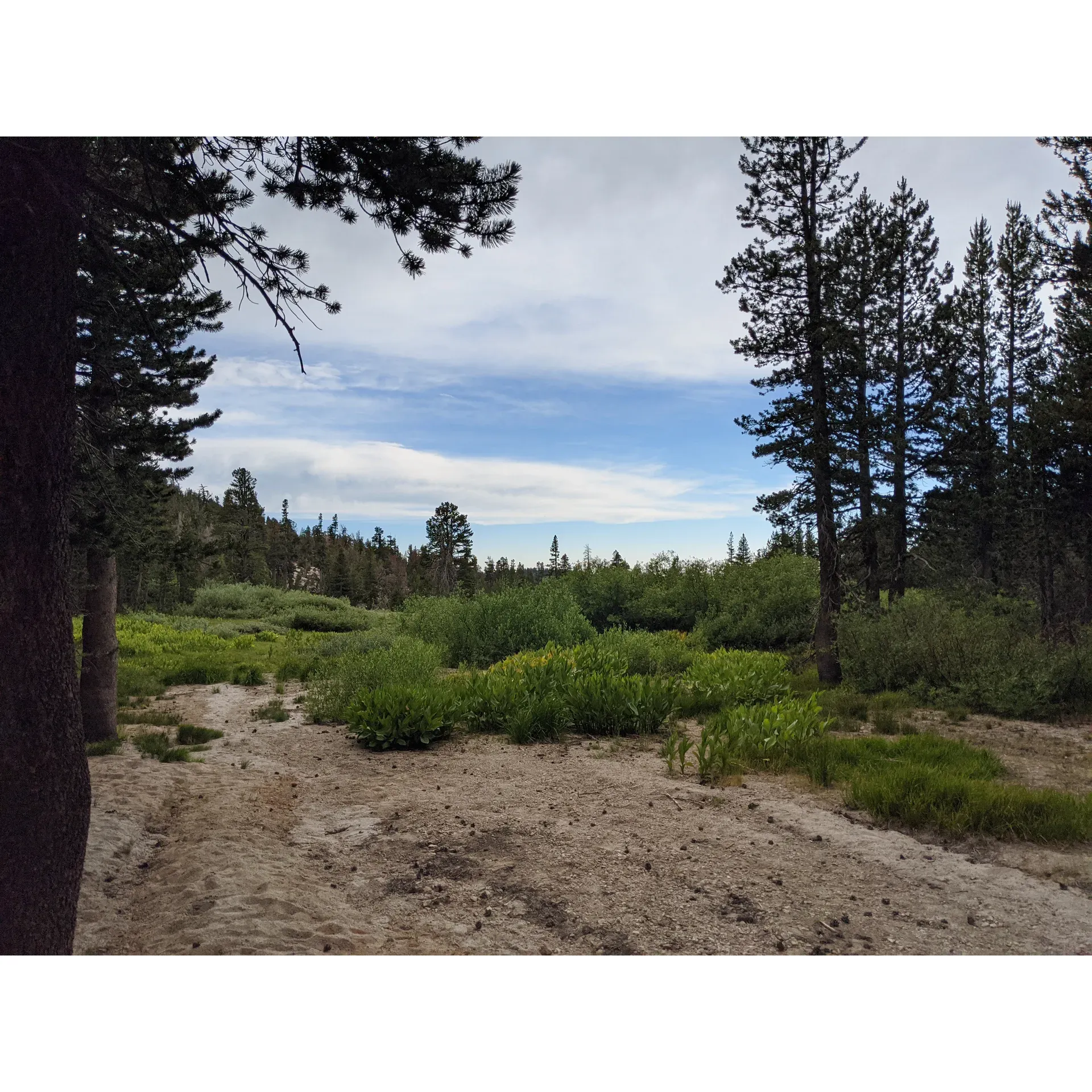 Experience the allure of the outdoors at Mt. Rose Campground, a haven for outdoor enthusiasts and stargazers alike. This beautifully maintained site offers spacious camping areas amidst picturesque surroundings, ensuring a serene and scenic escape from the hustle and bustle of daily life. The campground takes great pride in providing impeccably clean facilities and surroundings, including orderly tent camping pads complimented by patios and fire pits, perfect for gathering around and enjoying the clear, starry nights. 

With the personal touch of unparalleled service, guests are welcomed by exceptionally friendly and helpful campground hosts. You’ll receive a warm greeting upon arrival and can count on attentive hosts like Andrew and Ashley, who are always ready to assist and enhance your stay, ensuring it's nothing short of memorable. 

While tranquility is a key feature here, the campground is also conveniently located with quick access to the Mount Rose trailhead, inviting hikers of all levels to explore the trails. Just a short drive away lies Lake Tahoe, offering a myriad of outdoor activities including swimming and a plethora of additional hiking possibilities. 

Catering to both tent and RV campers, the campground offers a variety of site sizes to accommodate different group needs. Well-appointed with sturdy picnic tables and quality campfire pits, some sites boast cement pads for an even more comfortable camping experience. Thoughtfully positioned bear boxes at each site provide a secure place for your food, keeping both campers and wildlife safe.

Attention to detail is evident, with meticulously maintained restrooms, consistently stocked with toilet paper and maintained to ensure cleanliness. Although there are no showers on-site, the focus on essential amenities and upkeep guarantees a comfortable stay.

Whether you're looking for a peaceful retreat to disconnect and gaze upon the vast night sky, or a basecamp for your adventurous escapades, Mt. Rose Campground is an impeccable choice. With its combination of natural beauty, attentive service, and convenient location, it's no wonder campers plan to return to this idyllic outdoor destination. Description by ChatGPT.