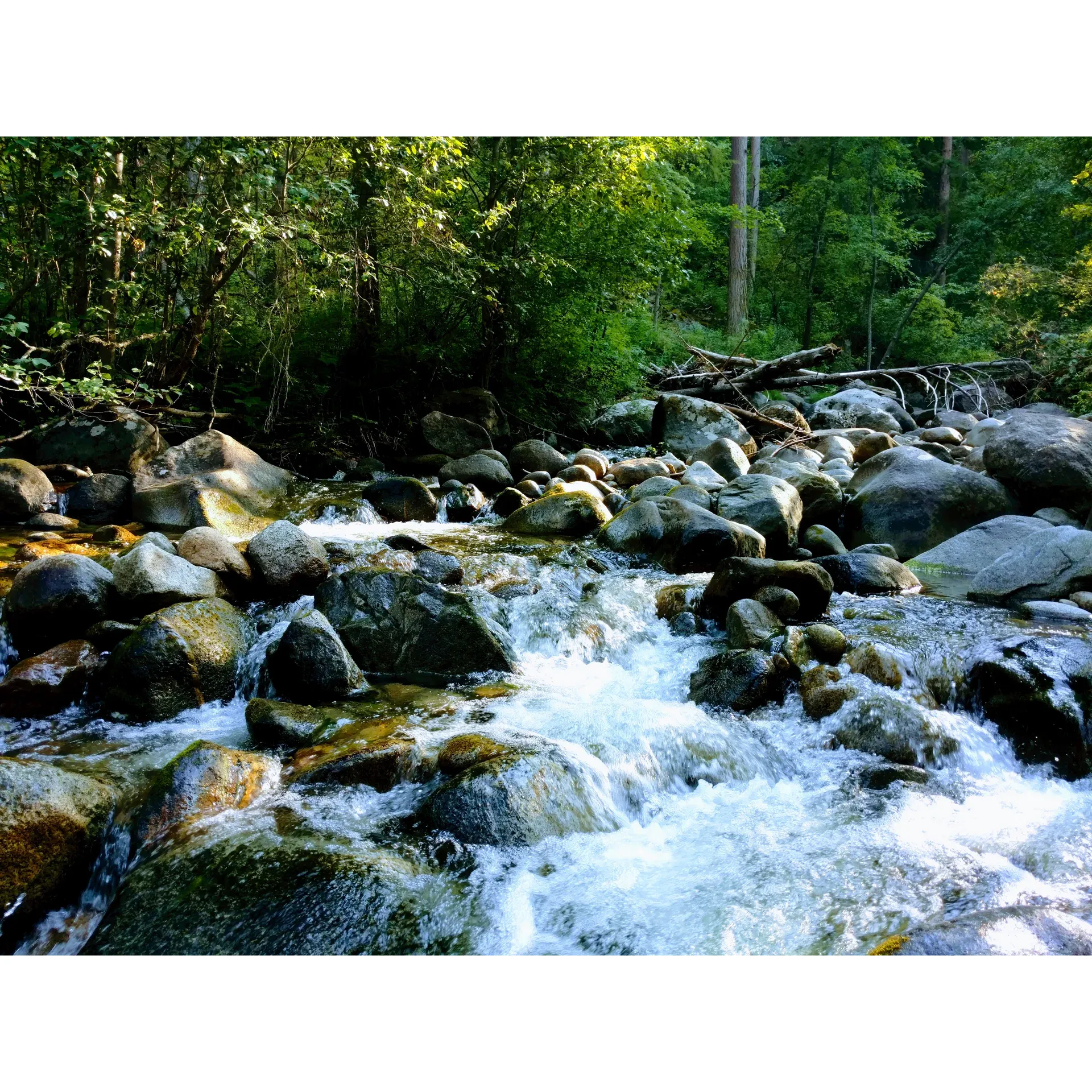 South Fork Junction Campground is a serene and picturesque outdoor destination that promises a tranquil escape from the bustling city life. Its unique tiered plots offer a wonderful setup conducive to larger gatherings and family reunions, with ample space for everyone to enjoy the pristine natural environment. Each campsite provides a sense of privacy and quiet, where visitors can immerse themselves in the soothing sounds and sights of the surrounding wilderness.

Children and adults alike are delighted by the charming creek that flows through the campground, offering a cool and refreshing playground for younger guests and a peaceful backdrop for adults seeking relaxation. The proximity to Chopaka Lake further enhances the natural allure of South Fork Junction Campground, providing opportunities for fishing, boating, or simply basking in the stunning landscapes.

Guests frequently praise the cleanliness of the facilities, noting in particular the well-maintained bathrooms that contribute to a comfortable and convenient camping experience. With no cellular service, the campground is a true retreat for those looking to disconnect and reengage with nature, personal reflection, or quality time with loved ones.

South Fork Junction Campground has become a cherished spot among locals and visitors alike for its undisturbed beauty and the tranquil river that enhances the area's peaceful ambiance. Its seclusion is a treasured feature that guarantees an authentic outdoor experience, making this campground a must-visit location for anyone seeking solace in nature's embrace. With glowing recommendations and repeat guests, it's clear that South Fork Junction Campground is a haven where memories are made and the bustle of daily life fades into the quiet splendor of the great outdoors. Description by ChatGPT.