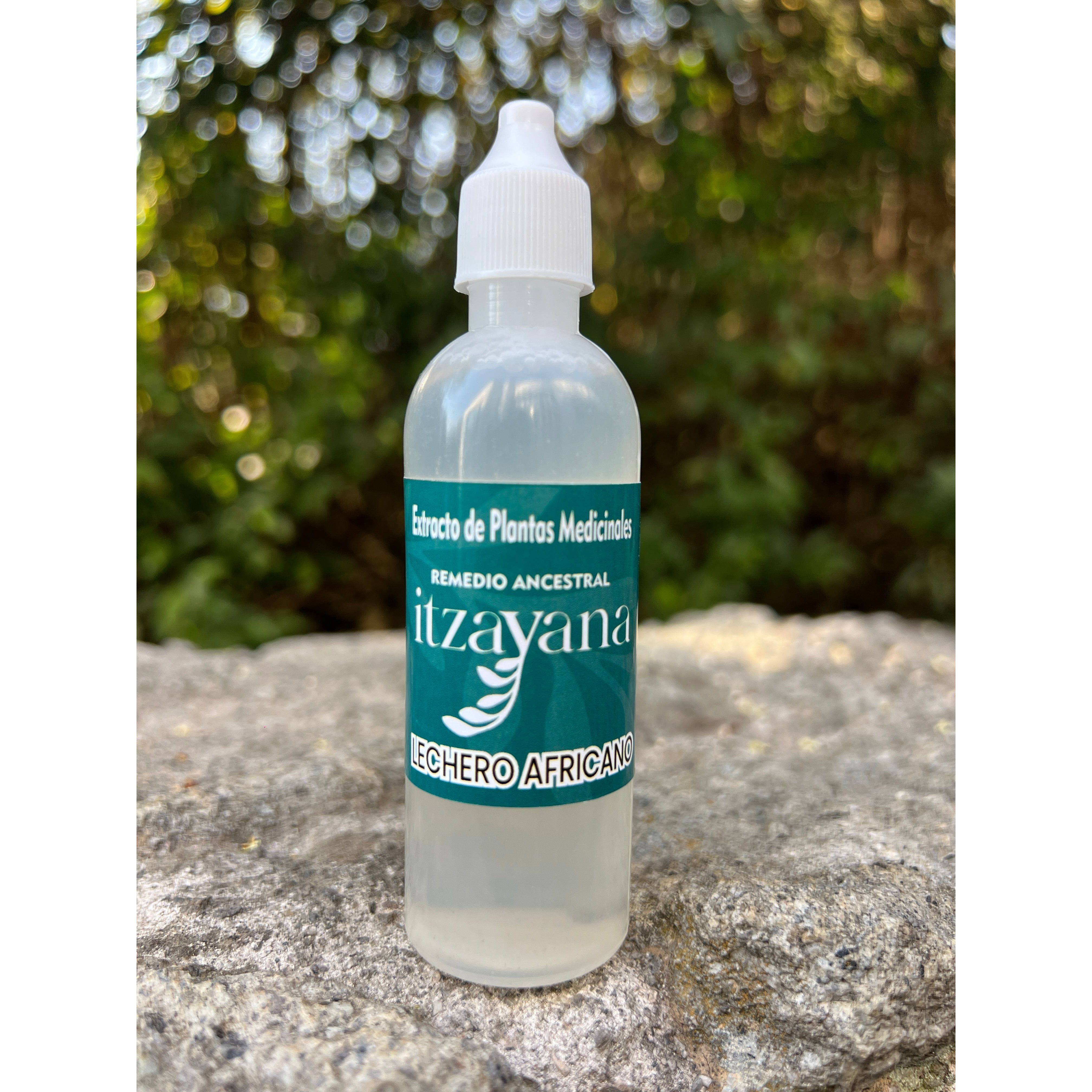 Discover the power of African Dairy Tincture, a natural elixir offering wide-ranging health benefits. This ancestral remedy aids in combating inflammation, strengthening the immune system, promoting cell regeneration, and natural detoxification.