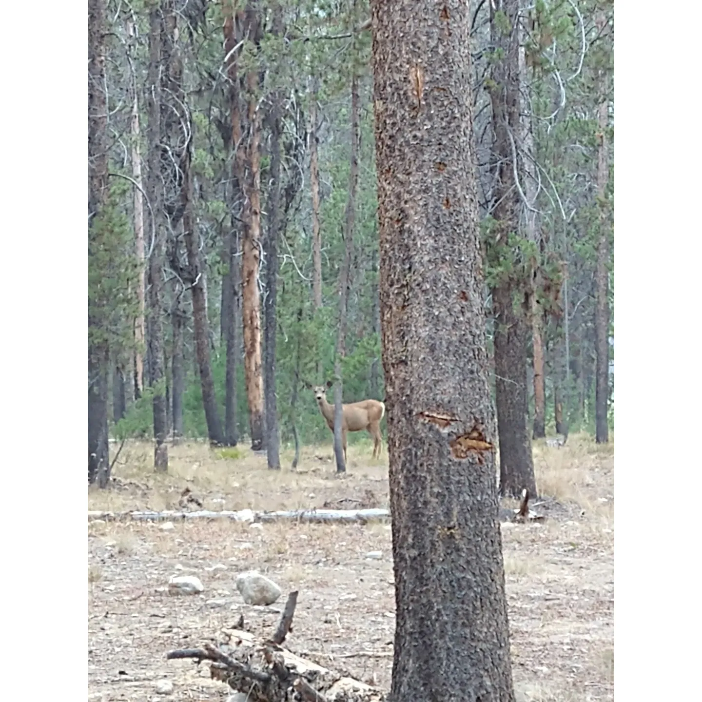 Bear Valley Campground offers an authentically rustic outdoor experience, where the wonders of wildlife are truly at your doorstep. As guests recount their close encounters with the local inhabitants, the reality of sharing this pristine environment with bears becomes a thrilling highlight of the camping adventure, ensuring an unforgettable wilderness experience.

Situated amidst picturesque environs, the campground is an idyllic retreat for nature enthusiasts looking for seclusion and tranquility. The drive, although lengthy for some, rewards visitors with well-maintained sites that come equipped with convenient amenities such as fire pits for cozy evenings and picnic tables perfect for family meals surrounded by the beauty of the natural world.

Cleanliness and order are hallmarks of Bear Valley Campground, with commendations on its immaculate restrooms contributing to a comfortable stay. The campground takes safety seriously and offers practical solutions such as designated areas to securely hang items—thoughtful touches to ensure peace of mind during your woodland sojourn.

Families rave about the peaceful atmosphere; the quietude of the campground allows for restorative relaxation and quality time with loved ones. The captivating charm of the surrounding area is not lost on visitors, with deer sightings adding a touch of enchantment to the evening ambiance.

Beyond its scenic allure, the facility's upkeep receives glowing praise, emphasizing the dedicated efforts to provide a pleasant and inviting environment. Sprawled across an isolated area, Bear Valley Campground is more than just a getaway; it's a haven for those who cherish the great outdoors, a clean environment, and a slice of home away from home—albeit with a few more ants to keep you company. Whether you're looking to witness the local fauna or simply bask in the serenity of unspoiled nature, Bear Valley Campground delivers an exceptional escape for campers and adventurers alike. Description by ChatGPT.