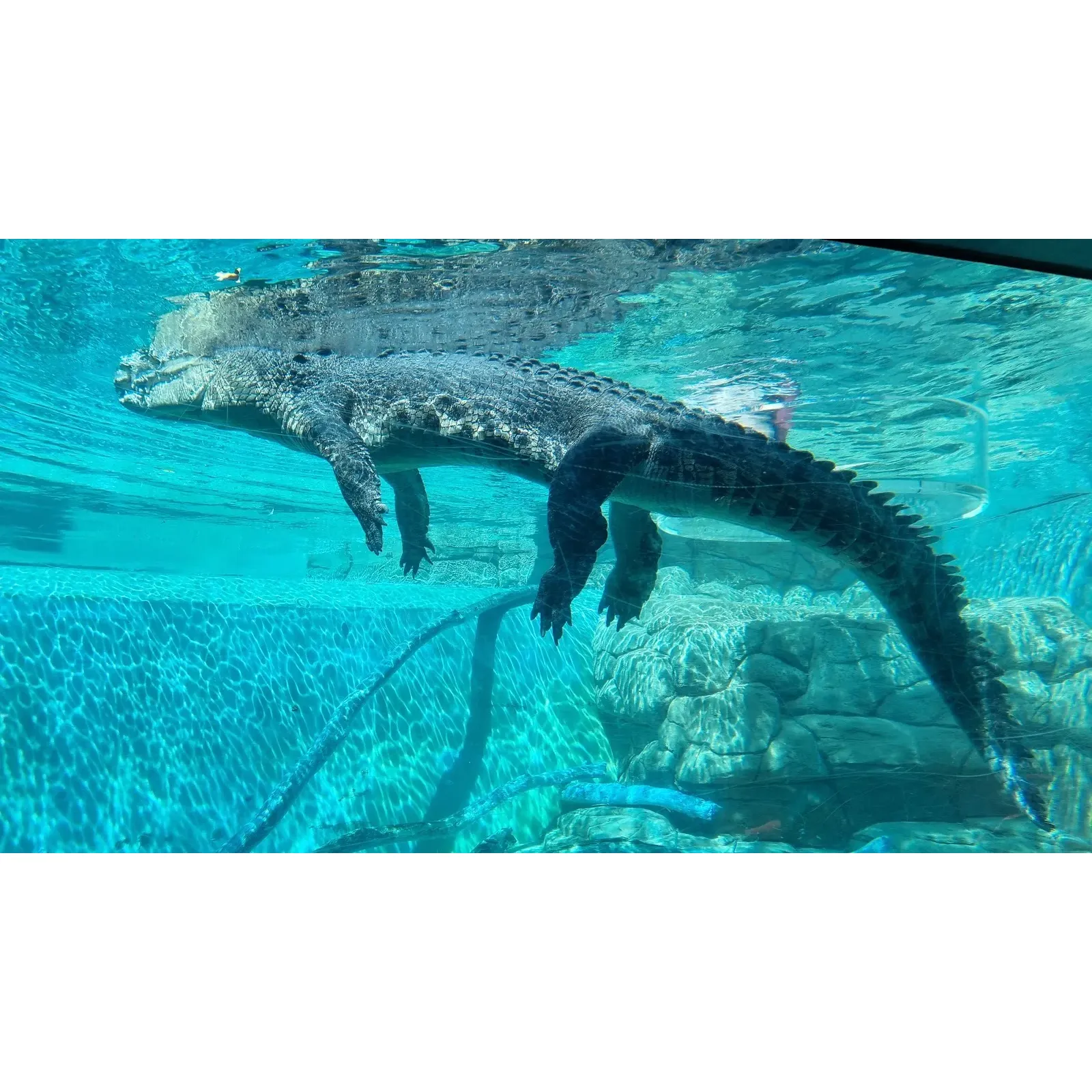 1 Crocosaurus Cove