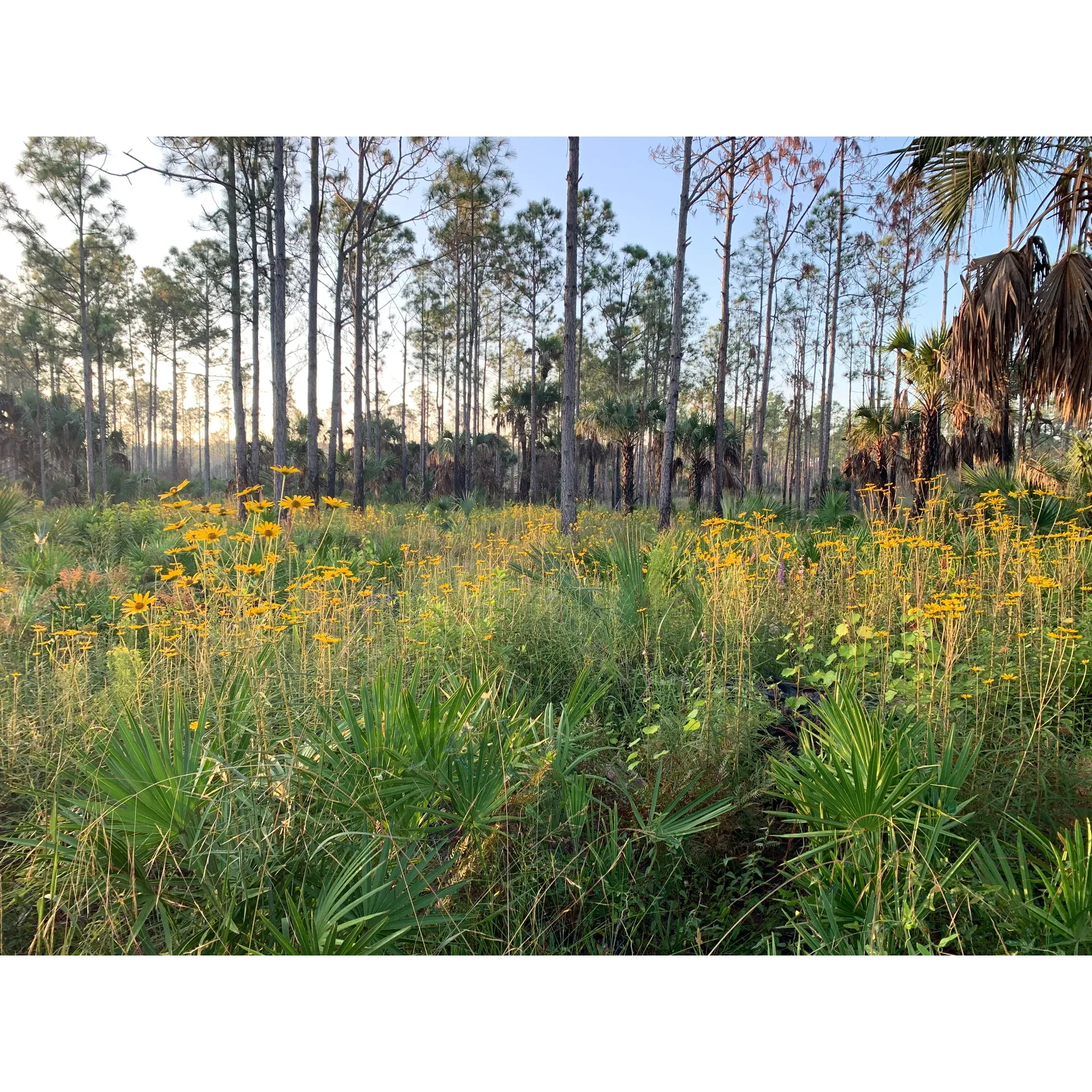 CREW Cypress Dome Trails offers a fusion of serenity and adventure, providing visitors with an immersive nature experience that tantalizes the senses. This scenic trail system boasts 6 miles of well-marked loop trails that meander through a dazzling variety of habitats including pine flatwoods, oak hammocks, and vast wet prairies. The trails are characterized by flat terrains with grassy and sandy surfaces, easily navigable for hikers of all skill levels.

Winter visits reveal the trail in its tranquil state, an ideal setting for those seeking a calm and meditative walk. The green trail unfurls as a beautiful journey through an open habitat, leading to the adjacent Caracara Prairie Preserve which enchants with its picturesque vistas of tall grass framed by palm trees. Areas with shaded pathways offer a reprieve from the sun, inviting hikers to enjoy the cool shelters of nature's design.

Along the white trail that runs beside a canal, adventurers are treated to a wild display of Florida's diverse fauna. Here, vibrant birds including the namesake caracara fill the air with their calls, while alligators and other wildlife provide thrilling encounters for nature enthusiasts.

A unique attraction of the area is the presence of interactive audio clips at the observation tower. These informative snippets offer valuable insights into the surrounding ecosystem and the dedicated organization responsible for maintaining the trails.

For those seeking a bit more adventure, certain trails promise a more dynamic experience with sections of ankle to calf-deep water, bringing about a true “swamp tromp” sensation. Despite this, the trails also cater to those preferring not to wade, with alternative, dryer routes clearly indicated.

To enhance comfort, visitors are recommended to come prepared with insect repellent, especially during the warmer months or at dawn when mosquitoes are particularly active. Essentials like proper footwear, water, and a reliable form of protection against the elements can make the experience all the more enjoyable.

Visitors are also welcomed to take advantage of the amenities such as the large pavilion situated centrally within the trail network and conveniently placed benches for moments of rest or reflection. The presence of cell service throughout the trails adds a touch of modern convenience, allowing guests to share their experience with friends and family instantaneously.

With a myriad of wildlife sightings ranging from deer and wild turkeys to the more elusive bobcats and hopeful glimpses of Florida Panthers, CREW Cypress Dome Trails continuously offers a fresh perspective on the natural world with each visit. For those who revel in the outdoors, this is a place to witness the raw beauty of the landscape, to seek adventure, and to find moments of peace with every step taken along these storied paths. Description by ChatGPT.