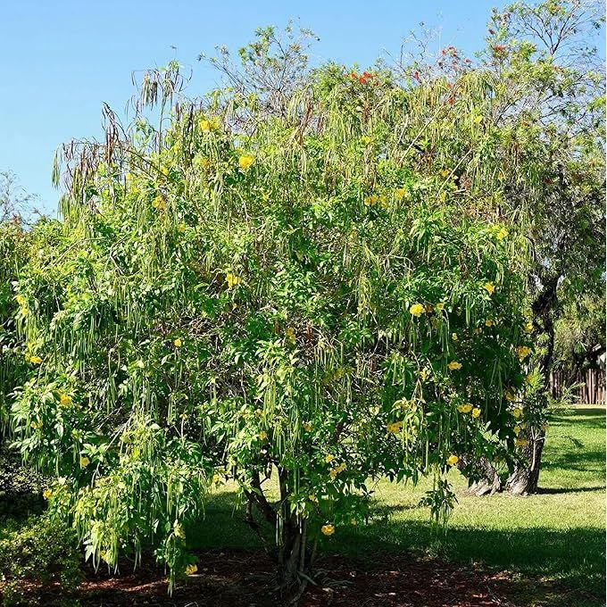 Chuxay Garden 50 Seeds Tecoma Stans, also known as Yellow Bells, Esperanza, Yellow Trumpetflower, or Yellow Elder, is a popular flowering plant known for its bright yellow blooms. This variety is a hardy plant, making it suitable for gardeners looking for low-maintenance plants.