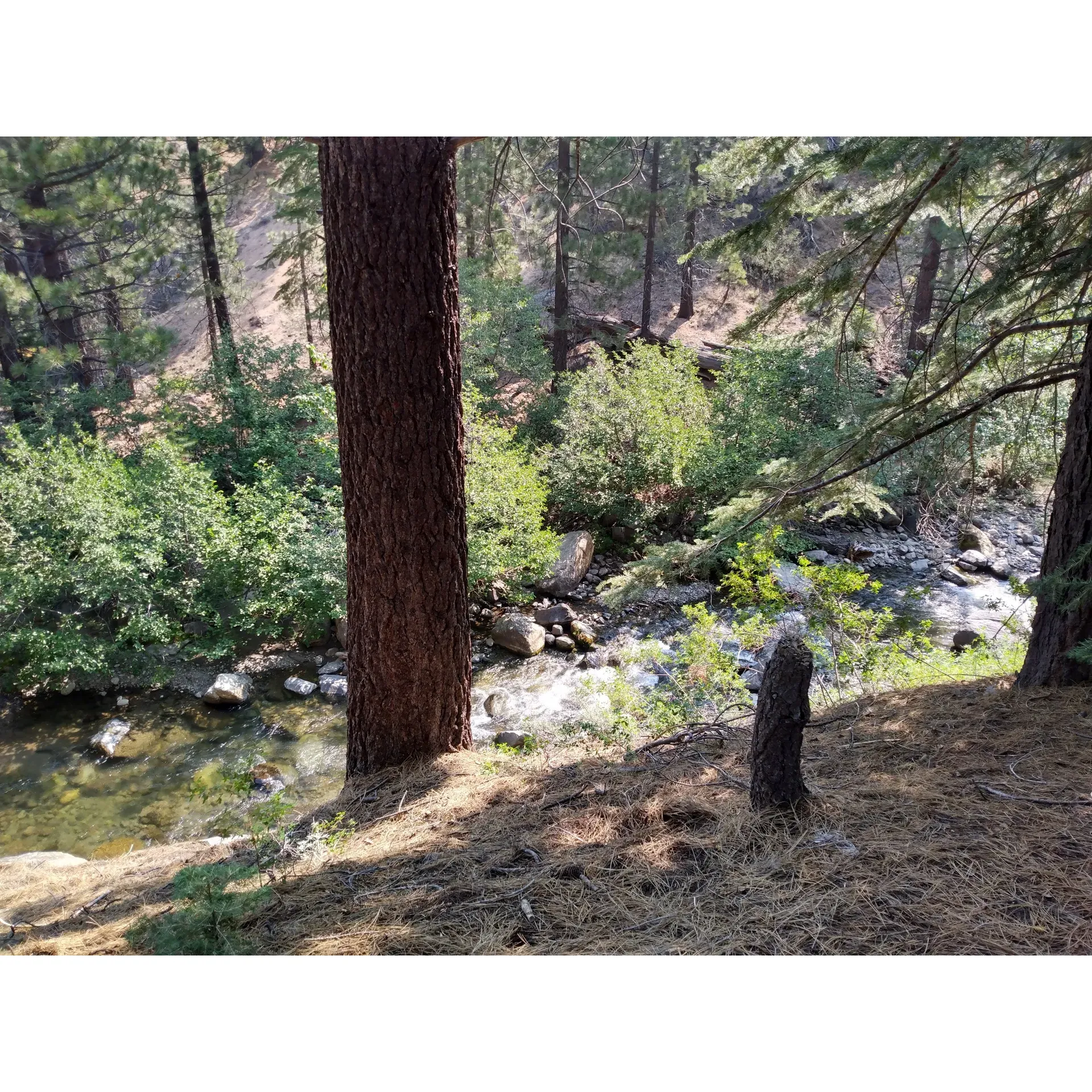 Wolf Creek Campground is an idyllic retreat for those seeking solitude and immersion in nature’s splendor. This remote and charming campground beckons with its serene location right on Wolf Creek, offering visitors a chance to escape the hustle and bustle of daily life and find tranquility amidst the wilderness.

This outstanding camping destination, favored for its peaceful atmosphere, caters to outdoor enthusiasts with a preference for the primitive camping experience. With no fees, water or tables provided, nature lovers are encouraged to embrace the simplicity of their surroundings and practice Leave No Trace principles, packing out what they bring in. Despite the minimalistic setup, campers have access to two pit toilets, ensuring basic comforts are met.

The campground presents a selection of around seven well-maintained sites suitable for tents, trailers, and small motorhomes with adequate ground clearance. Campers can enjoy the rustic charm of their site, complete with rock fire rings, while basking in the soothing sounds of the creek, which plays like music throughout the day and night. A fire permit is required for all stoves, BBQs, and campfires, adding to the responsibly managed camping experience.

For the explorative spirit, the campground serves as the perfect gateway to adventure. It provides direct access to the majestic Wolf Creek Trailhead, which connects to the renowned Pacific Crest Trail and an array of other scenic hiking and pack trails. This makes it a favorite staging area for equestrian campers, backpackers, and day hikers alike. With a bit of effort, hikers can uncover breathtaking vistas that truly capture the essence of the region.

Adventurers can also enjoy a stroll in the vast meadow to the north or relax by the creek, offering a refreshing reprieve on warmer days. While fishing opportunities are modest, the presence of small fish in the creek adds to the charming wilderness experience.

Wolf Creek Campground is also well-regarded for its intimate atmosphere, accommodating those who appreciate the close-knit community of outdoor lovers. Guests who enjoy the company of equine friends will be delighted to know the area is frequented by horse campers, further enriching the atmosphere.

Considering its unique setting and focus on a purely natural camping experience, Wolf Creek Campground stands out as a treasured spot for uninterrupted nature engagement and an array of outdoor activities, all offered in stunning surroundings that promise a truly fantastic camping adventure. Description by ChatGPT.