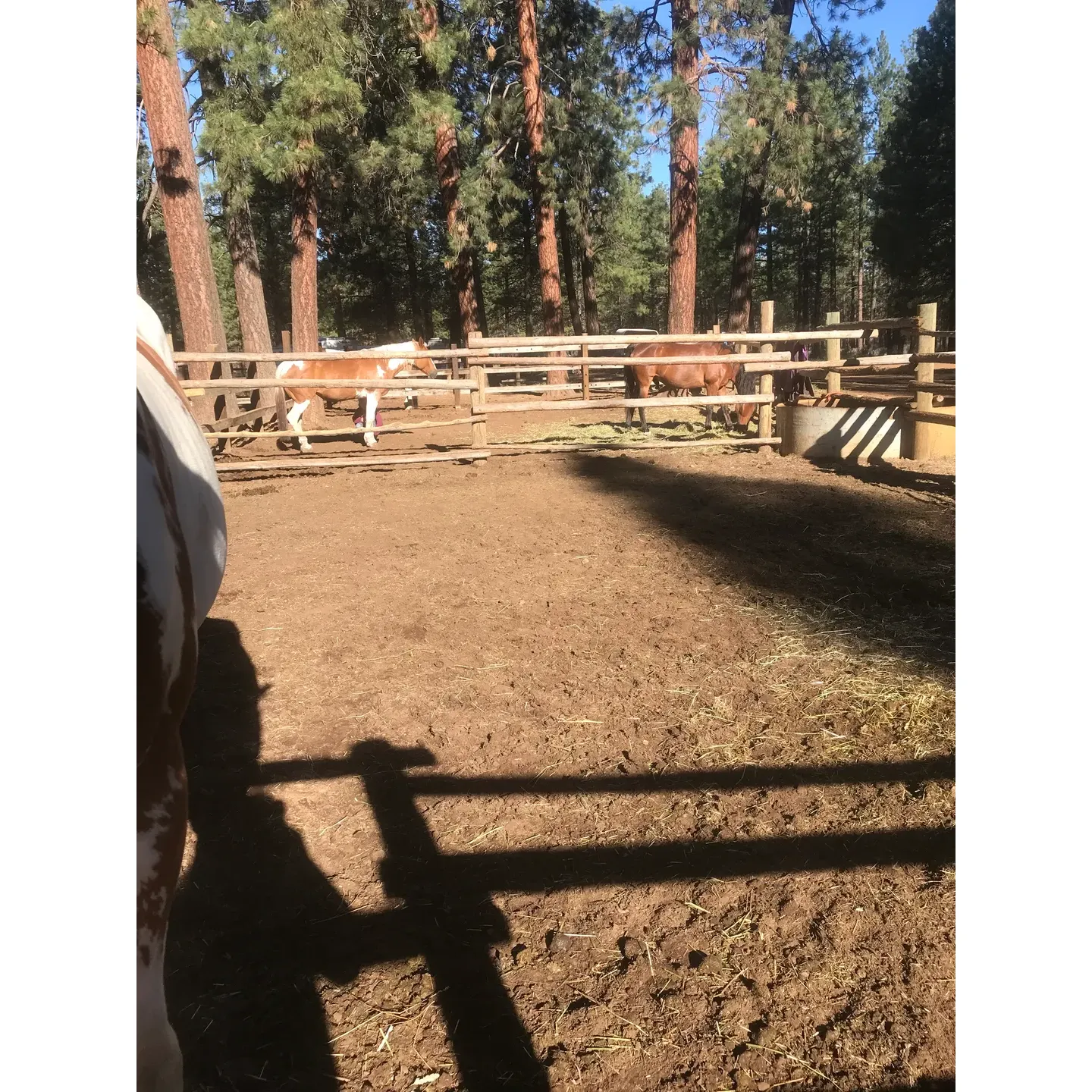 Sisters Cow Camp offers a serene retreat for equestrian enthusiasts and those seeking an authentic off-grid camping experience in the heart of the Deschutes Forest. Promising an escape to a remote hideaway, this camp is an ideal spot for sprawling trail rides with no shortage of paths, accommodating journeys of up to or even exceeding 100 miles. Embrace the simplicity of the wilderness, as the camp provides a naturalistic setup without the distractions of modern facilities such as water, electricity, or pervasive cell service.

Camping at Sisters Cow Camp is cost-effective, especially when compared to nearby options, offering visitors the ability to immerse themselves fully in nature without an overnight fee. It’s an attractive alternative for campers who appreciate the untamed environment and prioritize the natural surroundings over conventional campground amenities. 

The camp's location caters to dedicated riders who prefer a secluded and peaceful environment to connect with their horses and fellow campers. The unadulterated beauty of Sisters Cow Camp is a well-kept secret, accessible via a scenic drive where the road transforms to gravel, leading to a tranquil forest setting. Campers are advised to keep an eye out for distinctive local landmarks, which guide the way to this secluded destination, promising an unfiltered connection with the outdoors. 

For an adventurous camping venture where solitude and equestrian adventures take center stage, Sisters Cow Camp offers an unparalleled experience amid the majestic forests, where the spirit of the wild west and camaraderie amongst campers thrives. Description by ChatGPT.