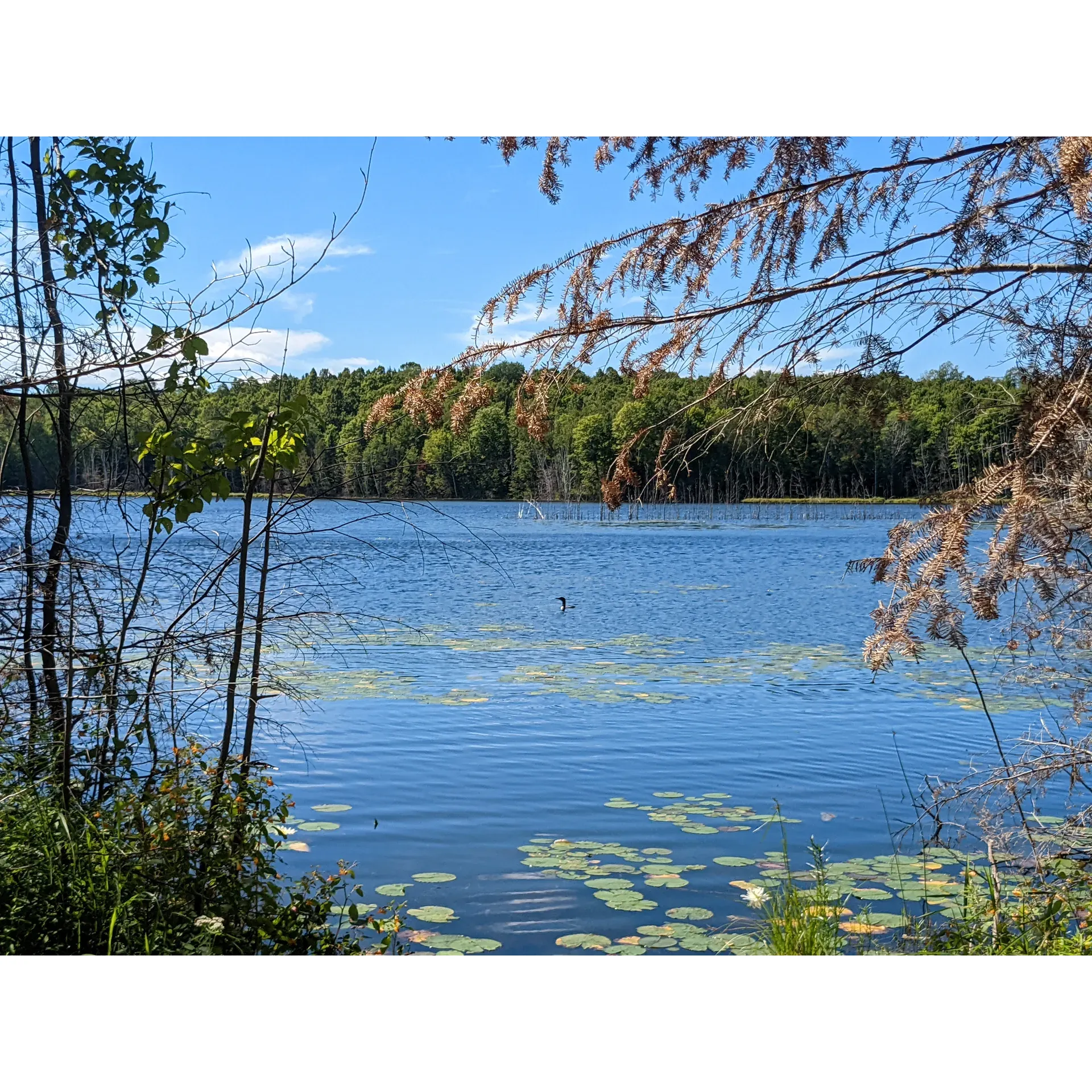 Perch Lake Campground offers a serene wilderness experience for the outdoor enthusiast looking to reconnect with nature. With a selection of prime lakefront campsites accessible by a short hike from a communal parking area, visitors can revel in the beauty of their surroundings just steps away from the tranquil waters of the lake. Each carefully maintained campsite features its own wilderness-type toilet, providing a touch of convenience while maintaining the rustic charm of the remote setting.

Visitors will appreciate the simple amenities including a fire ring for cozy campfires under the starry sky, and a picnic table for enjoyable outdoor dining amidst the sounds of nature. Though there is no well on-site, the pristine lake offers an opportunity for those prepared to filter their own water, adding to the authentic back-to-basics camping experience.

The campground presents the perfect opportunity for peaceful hikes around the lake, with a lovely trail that can be enjoyed when the water levels permit. The closest site boasts an inviting lake frontage that appears perfect for a refreshing swim in the clear waters.

Known for its outstanding simplicity and solitude, Perch Lake Campground is a sought-after destination for those intent on a 'roughing it' adventure. With the absence of vehicles and the necessity to carry in all gear, it provides a true escape for the hearty camper seeking quiet contemplation away from the hustle of daily life.

Praised for its extreme rustic allure, Perch Lake boasts the cleanest campground pit toilets and provides an easy enough hike to allow for quick access to civilization if desired. It's no surprise that this stunning locale, with its limited number of first-come, first-served sites, is considered one of the favorite lakes and camping spots in Wisconsin, offering both peaceful seclusion and scenic beauty for an unforgettable rustic retreat. Description by ChatGPT.