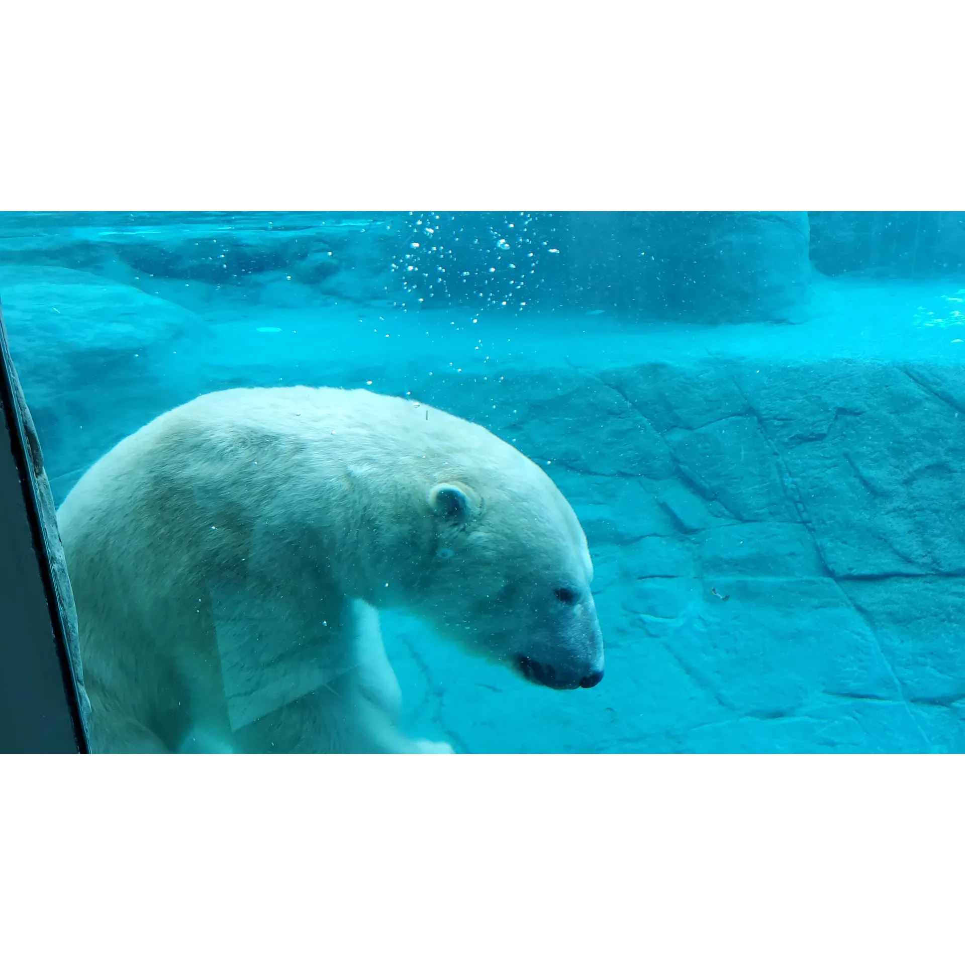 The Cochrane Polar Bear Habitat offers a serene yet exhilarating opportunity to marvel at the majestic polar bears in a scenic surrounding that brings the Arctic charm to Northern Ontario. Visitors are often thrilled to encounter all the resident polar bears actively exploring their snowy environment, making for picture-perfect moments amid gentle snowfalls. The passionate and well-informed keepers share their knowledge generously, contributing to a valuable and engaging educational experience for guests of all ages.

A treasure trove of unique memorabilia awaits at the on-site gift store, presenting visitors with an enticing selection of keepsakes, from vibrant stickers and stylish caps to cozy shawls—all at enticing prices. The experience is seamless and enjoyable, with the habitat allowing for an intimate glimpse into the lives of these gentle giants during a morning or midday visit without the crowds.

Adding depth to the adventure, the heritage village and the antique snowmobile museum enrich the day with cultural and historical intrigue, transporting guests back in time. These complementary attractions receive high praise from both first-time visitors and seasoned travelers alike, underscoring the diverse appeal of the Cochrane Polar Bear Habitat.

Families and wildlife enthusiasts celebrate the habitat's dedication to education and conservation, with many taking delight in the added knowledge they gain during their time spent amongst the exhibits and along the pathways. With its pristine facilities, broad accessibility, and genuinely supportive staff, the habitat is a gem within the community, offering a harmonious blend of natural wonder, historical exploration, and a commitment to animal welfare that resonates with visitors, leaving lasting impressions and a yearning for a return visit. Description by ChatGPT.