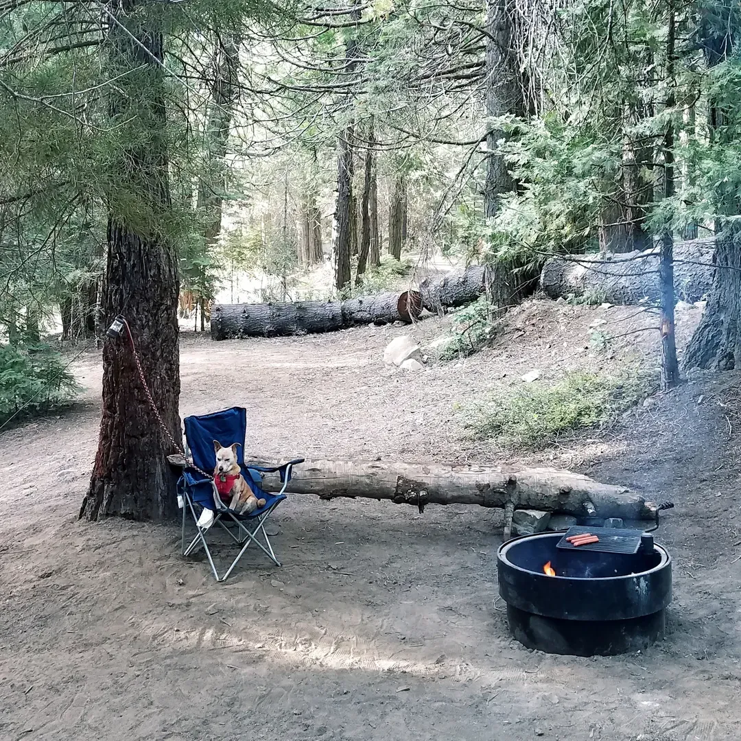 Surrounded by the serene beauty of the great outdoors, Texas Flat Group Campground offers an idyllic retreat for lovers of nature and tranquility. Boasting large sites well-equipped with picnic tables and fire pits, this campground is an ideal spot for group gatherings, where memories are made around the crackling campfire and under the starlit sky.

Founded with care and passion, the legacy of the past camp host, Jessie West, lives on as visitors continue to enjoy the well-maintained grounds he once curated. Set beside a gentle creek, the location is perfect for anglers looking for the convenience of fishing close to their campsite. The soothing sounds of flowing water add to the relaxing atmosphere enveloping the campground.

True to its roots as a horse camp, the area is free from the buzz of ATVs, ensuring a peaceful environment where the only tracks you'll see are those of wildlife and horses. The essence of outdoor living is embraced fully here as campers are encouraged to 'pack it in, pack it out', maintaining the pristine condition that the campground has come to be known for.

The absence of modern distractions such as running water means guests need to bring their own supply to stay hydrated and clean, while the availability of pit toilets adds a rustic touch to the outdoor experience. 

Texas Flat Group Campground requires a conversation with the owner for stay arrangements, reinforcing the personalized touch and care dedicated to each visiting group. Despite its popularity, the location retains an atmosphere of peace and quiet, making it a true retreat from the hustle and bustle of daily life.

While the campground is currently closed, its past visitors reminisce about the tranquil escape it provided and the lush natural beauty that surrounds it, hoping for the day when Texas Flat Group Campground reopens its gates to outdoor enthusiasts and groups looking to forge unforgettable experiences in the heart of Texas nature. Description by ChatGPT.