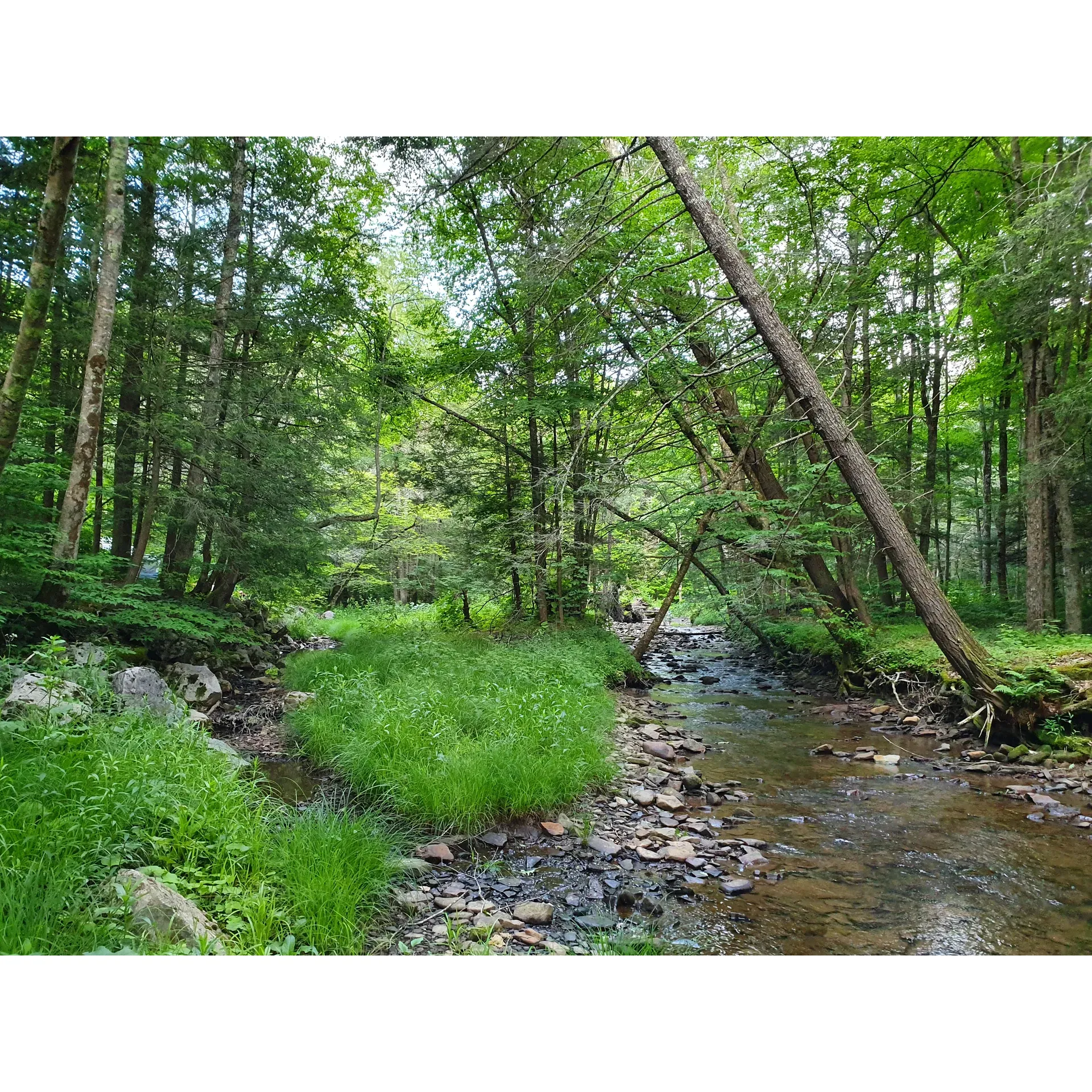 Island Campground offers an idyllic retreat for nature lovers and outdoor enthusiasts. With its picturesque creekside locations, guests can enjoy the serene sounds of flowing water right from their campsites. It's a perfect spot for families seeking an intimate connection with nature where children can explore and discover the great outdoors.

Despite its primitive camping setup, the campground's simplicity is part of its charm, beckoning back to the roots of camping. While the terrain may be a bit rugged with some gravelly spots, it adds to the authentic outdoor experience for those preferring a more traditional approach to camping.

Guests have access to a variety of recreational activities as Island Campground doubles as a trailhead for the East Fork of the Greenbrier. This presents opportunities for invigorating hikes through lush trails and successful fishing excursions, ensuring that every day is filled with adventure and the chance to create lasting memories.

For convenience, Island Campground operates on a self-service pay model, enhancing the ease of arrival and setup, especially for spontaneous travelers. With a remarkably affordable rate, the campground is an excellent choice for both seasoned campers on a budget and newcomers who want to experience the joy of camping without any fuss.

The solitude that can be found here, especially during off-peak times, offers a truly peaceful escape. Whether you're passing through and need a place to rest or seeking an escape to the great outdoors for a longer stay, Island Campground provides a welcoming, budget-friendly haven with natural beauty and tranquility at its core. Description by ChatGPT.