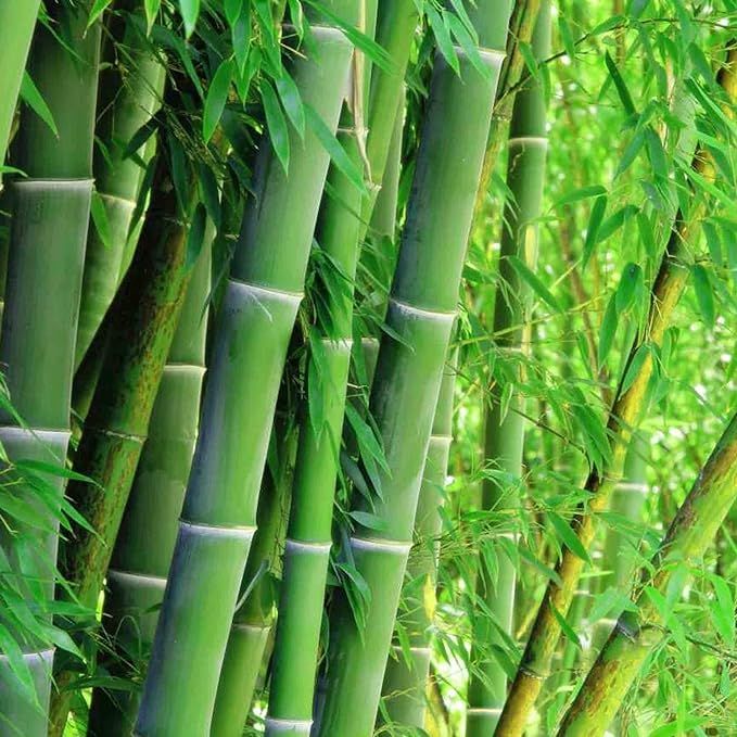 These Giant Green Bamboo seeds are ideal for creating a fast-growing privacy screen in your garden. With over 300 seeds in the pack, you will have plenty to create a lush, green barrier that provides privacy and seclusion in your outdoor space.