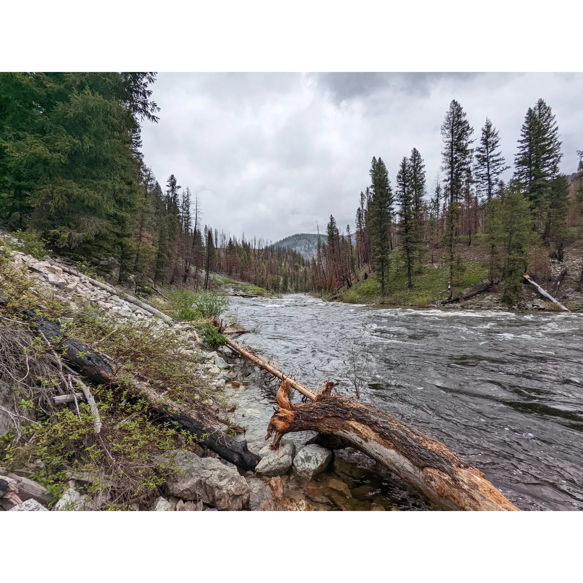 The Middle Fork of the Salmon River is a popular destination for whitewater rafting and outdoor enthusiasts located in the Frank Church-River of No Return Wilderness in Idaho, USA. The river flows through a deep canyon filled with stunning scenery, including rugged mountains, lush forests, and wildlife such as elk and bighorn sheep. The Middle Fork of the Salmon is known for its challenging rapids, crystal-clear water, and remote wilderness setting, making it a bucket-list adventure for many.

Lincoln Creek is a commonly used access point for launching trips on the Middle Fork of the Salmon River, and it is located near the town of Challis, Idaho. This area offers a variety of recreational opportunities, including camping, hiking, and fishing. The Middle Fork of the Salmon River is protected as a Wild and Scenic River, ensuring that its natural beauty and pristine environment will be preserved for future generations to enjoy.

Visitors to the Middle Fork of the Salmon River can experience the thrill of navigating class III and IV rapids, soaking in natural hot springs along the riverbanks, and camping under the stars in the heart of Idaho's wilderness. Trips on the Middle Fork of the Salmon River can vary in length, with multi-day excursions being the most popular way to explore this remote and untouched wilderness. Whether you are an experienced rafter looking for a challenging adventure or a nature lover seeking a serene escape, the Middle Fork of the Salmon River offers something for everyone. Description by ChatGPT.