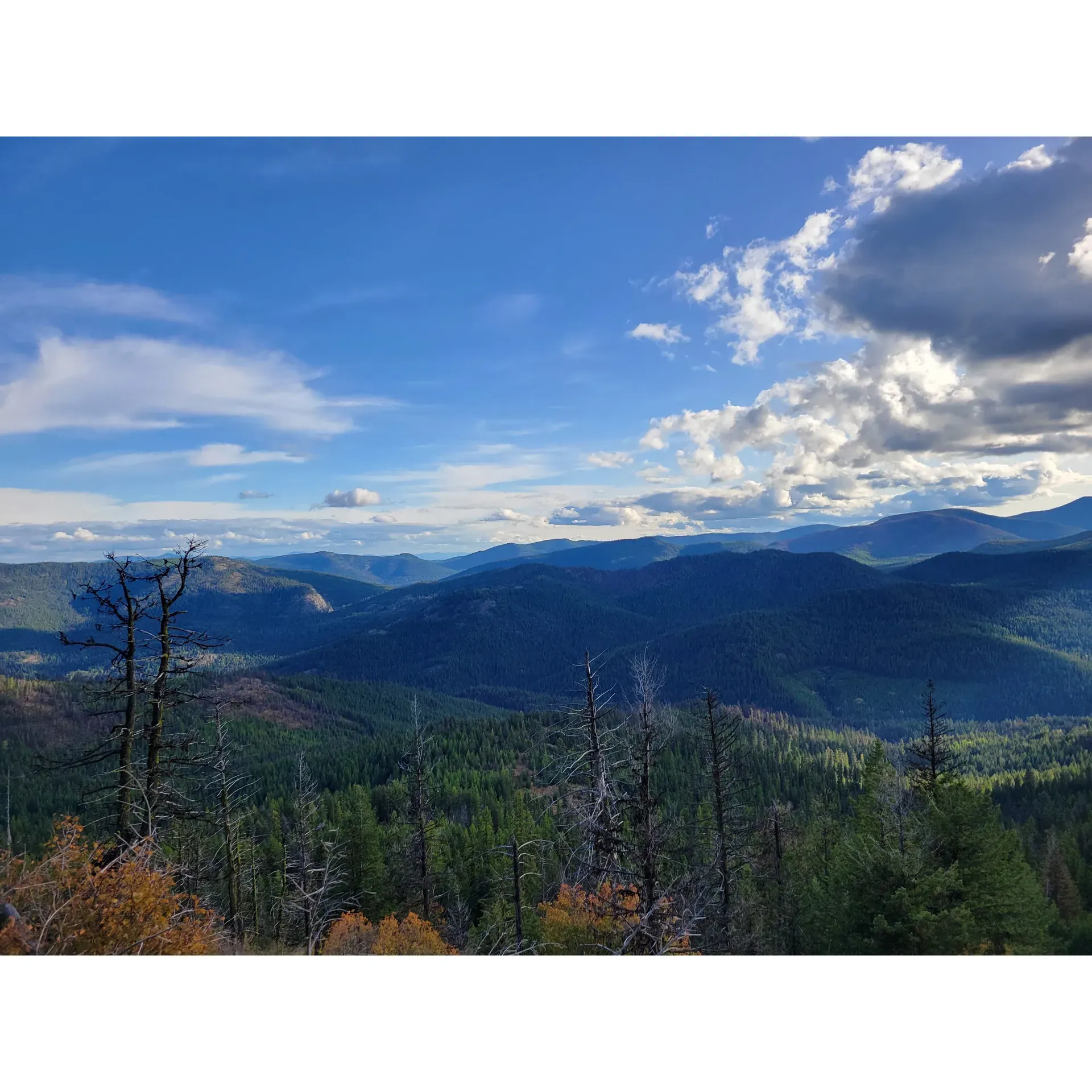 The Colville National Forest offers a breathtaking mosaic of pristine landscapes, making it a paradise for nature enthusiasts and adventure seekers alike. Embark on an extensive network of back-logging roads that unveil the forest's awe-inspiring beauty—a journey that, while requiring a sense of navigation, promises an unforgettable experience. The forest's meticulous maintenance of logging roads ensures that visitors, with a good map in hand or the company of a knowledgeable guide, can explore the vast wilderness with confidence.

Venture into the heart of serenity, where the symphony of birds fills the air, complementing the stunning vistas that unfold around every corner. Though wildlife sightings are a treasured rarity, the presence of local fauna adds a touch of excitement to the experience, urging visitors to keep their eyes peeled and cameras ready. The forest is home to an abundant bird population, providing ample opportunity for birdwatching aficionados.

The Colville National Forest boasts an impressive array of serene lakes, each a perfect setting for tranquil waterside camping. With ample campgrounds throughout, travelers can find their ideal spot to pitch a tent and immerse themselves in nature's embrace. The network of trails welcomes hikers of all levels, offering routes that range from leisurely walks to challenging treks. These paths often lead to breathtaking panoramas, inviting explorers to lose themselves in the magnificence of their surroundings.

For those who seek the thrills of the hunt or simply yearn to disconnect from urban clamor, the dense vegetation offers both a hunter's haven and a peaceful retreat. The forest's conscientious preservation of the land ensures a pristine environment for all who visit, echoing the timeless call to respect and protect our natural heritage.

Discover the beauty of Quarzite Mountain Trail, where a vibrant display of wildflowers and impressive views accompany hikers on their ascent. While some sections of the trail present a rigorous challenge, the rewards of the journey are a testament to the enduring appeal of the Colville National Forest. The only reminders of human touch are the subtle ones, such as the commemorative bench along the way—offering a resting spot for contemplative moments.

The Colville National Forest stands as a testament to the grandeur of the Pacific Northwest, inviting everyone to partake in its splendor, discover its secrets, and create memories that will last a lifetime. Description by ChatGPT.