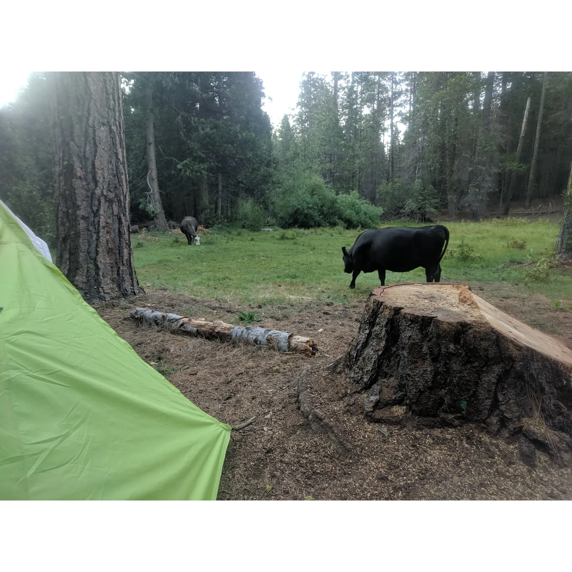 Kelty Meadow Campground - Office is a tranquil retreat for those seeking a genuine outdoor experience. Tucked away from bustling crowds, this destination is perfect for nature lovers looking to immerse themselves in the beauty of a wild camping area replete with spacious and clean campsites. Enveloped by towering trees, the campground offers ample shade and is an exquisite spot for stargazing in the clear night sky.

Adventurous travelers looking to disconnect from the digital world will appreciate the off-the-grid setting, providing a serene environment with no phone service, allowing guests to truly unwind and reconnect with nature. For those prepared with a four-wheel drive, the journey to the camp becomes an exciting prelude to an idyllic stay, with the promise of a secluded haven at the end of the robust, rustic road.

The campground's facilities maintain a high standard of cleanliness, with restrooms serviced twice daily by the attentive camp host, ensuring a comfortable and pleasant stay. Although the setting is rustic with no running water, resourceful campers can boil water from the nearby river, blending a touch of adventure into their daily routine.

The area not only offers solace but also an abundance of activities with nearby hiking trails and the occasional sight of free-roaming cattle contributing to the rural charm. Kelty Meadow affords its guests the autonomy to explore surrounding campsites and to enjoy vistas undisrupted by the presence of large animals.

For families and groups, Kelty Meadow Campground - Office provides the essentials needed for a memorable camping experience, including fire rings and picnic tables for cozy evenings under the stars. While the campground is indeed a considerable distance from Yosemite, those who prefer a tranquil base camp will find that Kelty Meadow serves as an excellent location for rejuvenation and leisure. 

Travelers visiting the area can access the campground by specific routes, and once there, can appreciate the expansive space suitable for trailers, offering a haven of privacy and tranquility. Conscious of its unique location, Kelty Meadow beckons to those who seek to absorb the unfiltered essence of the wilderness while enjoying the simple comforts of a well-maintained outdoor abode. Description by ChatGPT.