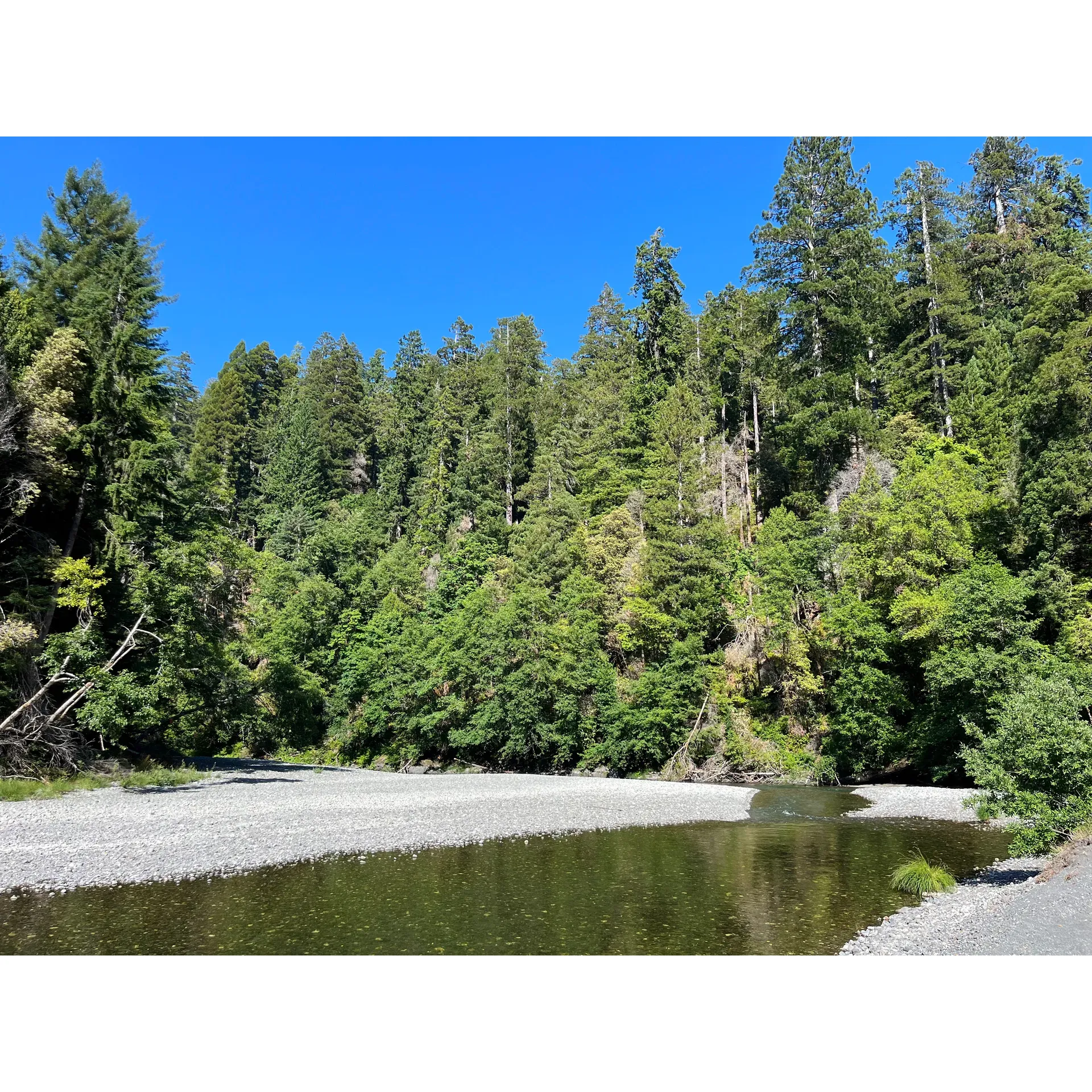 Redwood Creek Disposed Camping offers an idyllic retreat for outdoor enthusiasts looking for tranquility and natural beauty. Immersed in a landscape that invites peacefulness, this destination remains a well-kept secret, promising a serene camping experience away from the bustle of crowded sites. The area boasts minimal insect interference, allowing guests to embrace the great outdoors comfortably.

Set amidst majestic scenery, the campground provides ample opportunity for adventure seekers to explore. Visitors can embark on memorable hikes through towering forests, leading to the picturesque Redwood Creek. Here, campers are encouraged to set up their temporary homes in remarkable settings that are both awe-inspiring and family-friendly. 

The location is also convenient for gathering wood, making it effortless for campers to stoke a cozy fire under a canopy of stars. Whether you're a solo wanderer, family, or a group of friends, Redwood Creek Dispersed Camping offers an unparalleled opportunity to connect with nature and create lasting memories. Description by ChatGPT.