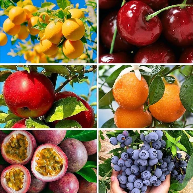 The Mix Fruit Seeds Berry Seeds for Planting includes 6 varieties of heirloom lemon, cherry, apple, orange, blueberry, and passionfruit seeds for home garden. These seeds are easy to plant and grow, making them ideal for beginners and experienced gardeners alike.