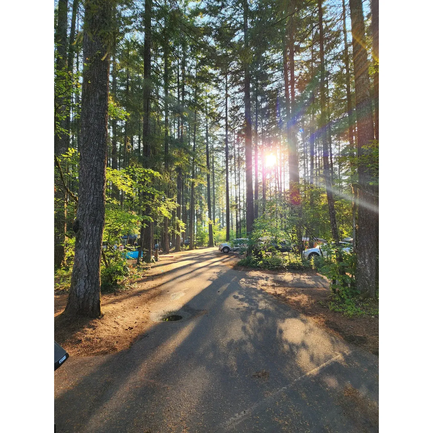 Swift Forest Camp is a serene sanctuary for those seeking tranquility in the great outdoors. Set against the scenic backdrop of a pristine lake, this campground is an ideal retreat for nature enthusiasts. It is enveloped by towering trees that provide ample shade, making it a perfect haven for both tent campers and those with self-contained RVs. The affordability of this spot makes it an excellent choice for budget-conscious travelers looking to escape the hustle and bustle of the city.

The campground is praised for its peaceful atmosphere, which is accentuated by the presence of fire pits that offer a comforting warmth and a place for memorable campfires under the stars. The park's cleanliness is a testament to the care put into maintaining its natural beauty, ensuring that every visitor's experience is as pleasant as the last.

Visitors are welcomed by friendly and attentive hosts who are eager to assist and contribute to the overall positive experience. The lush, green surroundings give a sense of prehistoric wonder, inviting comparisons to the magical landscapes of "Jurassic Park." 

Swift Forest Camp's facilities are praised for their convenience and hygiene, with sparking clean flush restrooms and water spigots that are accessible to campers. While there are no showers on-site, the campground ensures that necessities are well taken care of up until the season's end.

The expansive campground is beautifully landscaped and meticulously cared for, with the staff consistently receiving accolades for their warm hospitality. For those seeking water-based activities, the Swift Reservoir shore with its inviting beach is just a short walk away, offering a delightful spot for family fun or solitary reflection. 

Camping spots here are highly sought after, so advance reservations through the Pacific Corp Website are recommended, especially during peak season. For day visitors, the site is accessible with a modest fee, and boaters will find ample room for trailer parking, despite fluctuating lake levels.

Moreover, each campsite is equipped with a paved driveway for ease of parking and large fire pits designated for both cooking and keeping warm on cooler nights. Visitors can enjoy the stunning river that is perfect for kayaking and fishing or simply bask in the serenity of nature as they watch fish leap from the water in the morning light.

Swift Forest Camp is not only a camping site but a retreat that offers a truly relaxing experience where wildlife and fresh air abound, making it clear why seasoned campers and newcomers alike treasure this enchanting getaway. Description by ChatGPT.