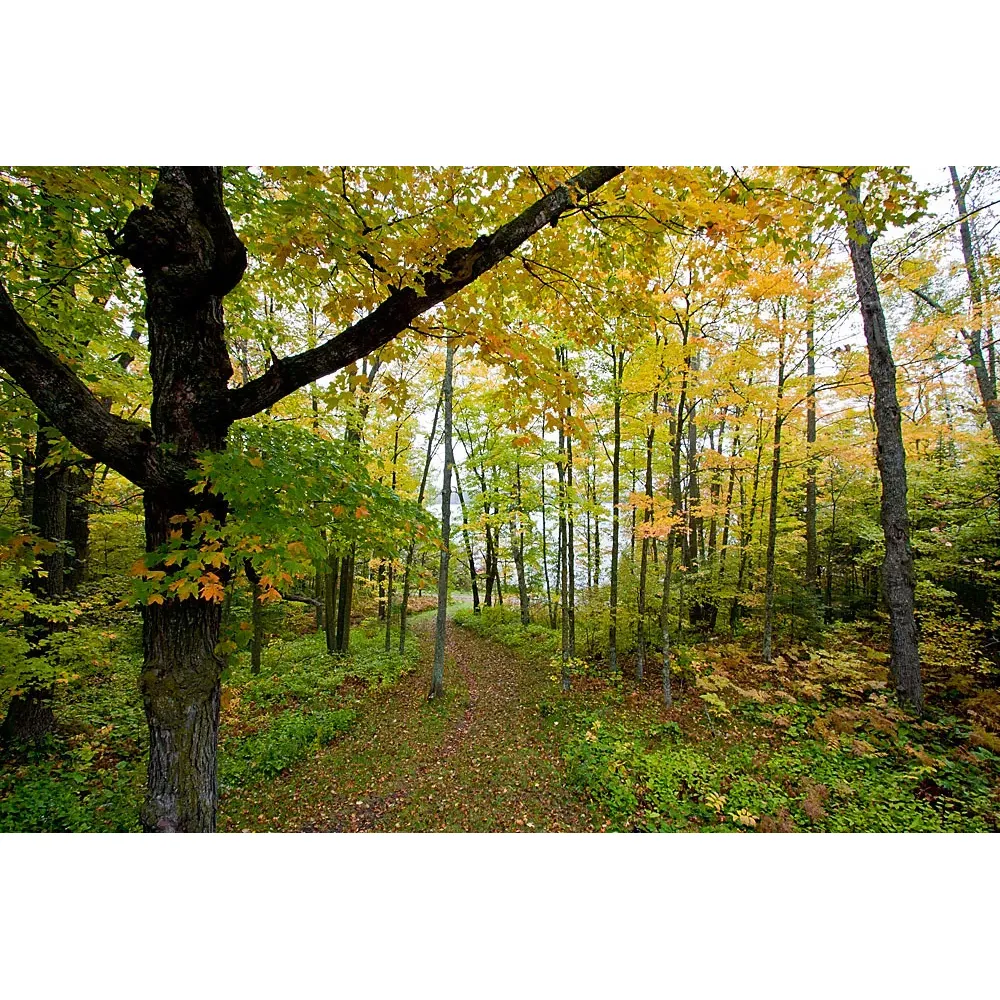 Schoolcraft State Park serves as a peaceful retreat where the wonders of nature come alive with every step you take. The park offers a splendid escape with its picturesque trails that meander through lush pine and oak forests, providing an idyllic setting for both leisurely strolls and more active hikes. Covering approximately 1.5 miles, the well-kept paths invite visitors to immerse themselves in the serene beauty of the landscape, with the harmonious sounds of the flowing Vermillion and Mississippi rivers as a soothing backdrop.

Guests marvel at the verdant panoramic scenery that the park splendidly showcases along the mighty Mississippi River. Visitors often find themselves enchanted by the simple pleasures of the environment, from indulging in the delightful surprise of ripe, juicy raspberries to the unexpected joy of observing local wildlife, such as the sight of a mink gracefully swimming across the river.

The park's campgrounds are a draw for those seeking a tranquil outdoor experience. Offering very wooded sites, they provide ample opportunity for relaxation and seclusion amidst nature's embrace. Campers and day visitors alike have access to conveniences such as fresh water spouts, ensuring a comfortable stay.

Among the park's highlights are opportunities for recreation on the water. With a nearby boat launch, the park is a perfect launching point for kayaking adventures, inviting paddlers to explore the serene expanse of the river. Moreover, the park's proximity to the acclaimed Tiogoa mountain bike trails caters to cycling enthusiasts seeking their next adrenaline rush.

Schoolcraft State Park is a testament to the beauty of a simpler, self-service approach to enjoying the great outdoors. Establishing a perfect balance between preservation and accessibility, the park is a cherished locale that offers a slice of tranquility for those looking to disconnect from the hustle and bustle and reconnect with nature. Whether you're seeking solitude or an outing with loved ones, the park's beauty and stillness offer a welcoming respite for all who enter. Description by ChatGPT.