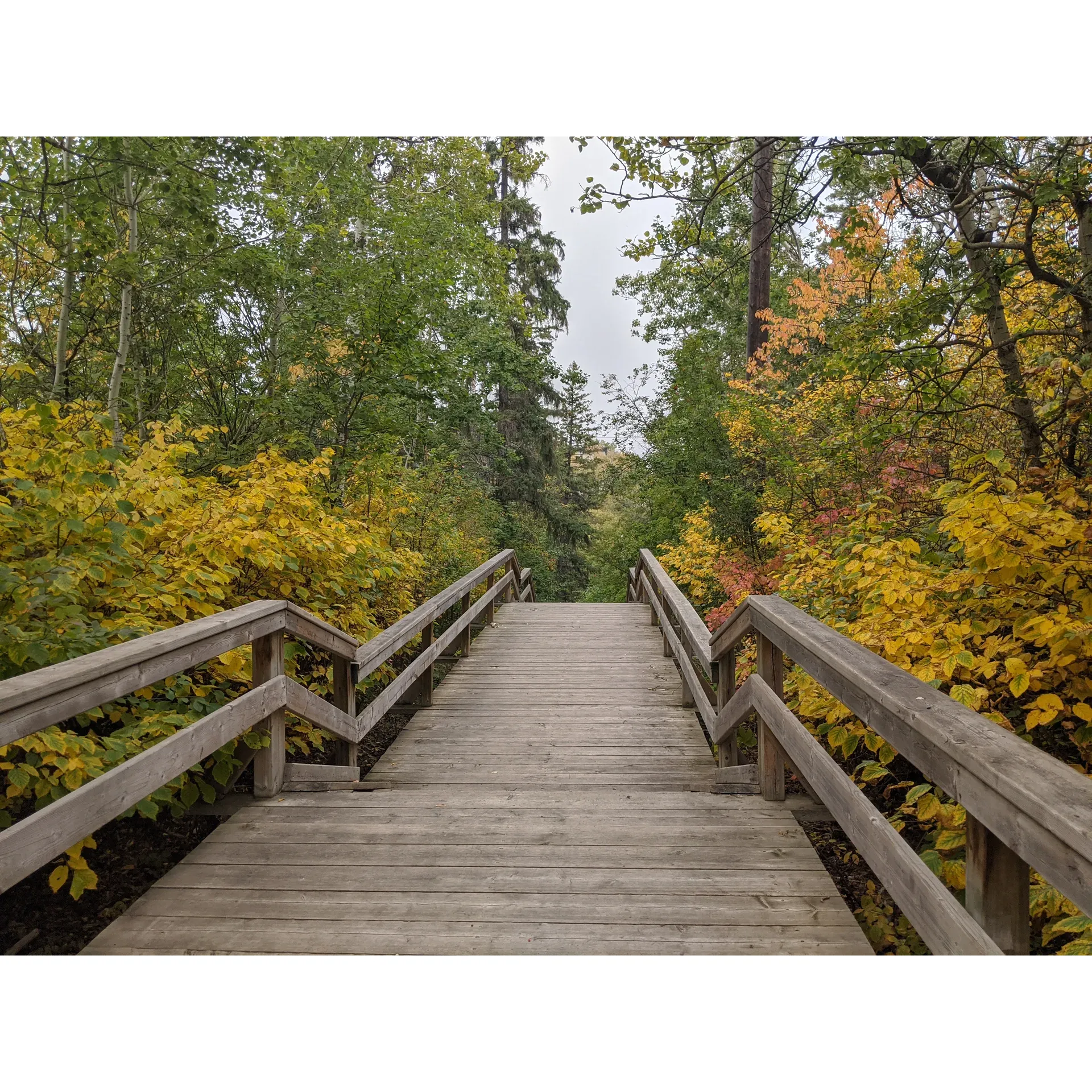 Located just a stone's throw away from the bustling city life, Kinnaird Park offers a serene escape into nature with exceptional vistas overlooking the majestic North Saskatchewan River. The park boasts a network of tranquil walking trails, including the much-treasured Rat Creek pathway, where visitors can immerse themselves in a refreshing outdoor experience. 

The park's thoughtfully placed benches invite you to pause and soak up the scenic surroundings, perhaps enjoying a moment of reflection or delving into your exercise routine in the midst of pure, invigorating air. Seasonal delights greet visitors as Saskatoon and choke cherries flourish, providing a bounty of natural treats for those who visit during the harvest months.

Dog lovers will find Kinnaird Park to be an accommodating and joyful place for their furry companions to explore and play. While the park has an open, grassy area that lends itself to a casual day out, guests looking for amenities such as picnic benches or restroom facilities might opt to bring a blanket for a comfortable outing in this simpler setting.

This verdant oasis offers not just daylight charm but also serves as a splendid vantage point for downtown Edmonton's spectacular fireworks display, adding a touch of festivity to the night sky. As the seasons change, Kinnaird Park transitions gracefully, embracing the winter months with equal charm and providing a picturesque snowy landscape for year-round enjoyment.

The city of Edmonton is commended for its efforts in nurturing this slice of tranquility, creating a welcoming and peaceful urban retreat that residents and visitors alike cherish. Whether seeking solitude, a pleasant hike with friends, or a unique urban nature encounter, Kinnaird Park stands out as a prized locale that captures the heart with its simple yet profound beauty. 

Whether referred to as Kinnaird Park or Rat Creek Park, this green haven remains a beloved getaway right in the middle of Edmonton, reminding all who visit of the calming presence and transformative power of nature. Description by ChatGPT.