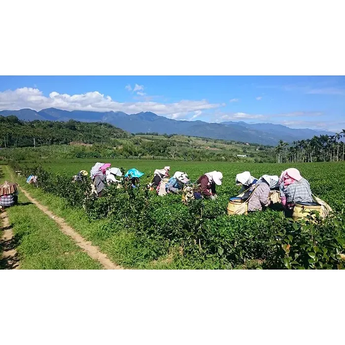 Embark upon a journey of sensory delight and culinary craftsmanship at our premium organic tea haven, where the essence of healthful living and natural beauty converge. Visitors are offered a chance to immerprenece firsthand the serenity of our lush tea plantation, creating an idyllic retreat for those seeking both tranquility and an active encounter with the art of tea cultivation.

As you step onto our grounds, you are welcomed by the alluring ambience of vibrant greenery that sets the stage for an array of unique experiences. Indulge in the authenticity of handpicking tea leaves, an engaging activity that not only connects you to the time-honored traditions of tea farming but also serves as a testament to our dedication to freshness and quality.

Our visitors have the pleasure of tasting the ultimate in freshness with beverages crafted directly from the day's harvest. Our freshly picked tea leaves are transformed into refreshments that brim with natural goodness, invigorating the body with every sip. Connoisseurs and health enthusiasts alike will revel in the nutrient-rich offerings, assured by the intimate connection with our gardens.

Intriguing and delightful, our DIY workshops, such as the egg roll making sessions, offer an entertaining twist to your visit. Engage in this creative pursuit and take home more than just a memento—a skill to cherish and share. Our interactive experiences are not just activities; they are an embodiment of our commitment to cultural exchange and the spreading of traditional practices.

Social media aficionados and photography lovers will find our picturesque estate a treasure trove of scenic spots. Capture the perfect shot amidst the beauty of nature and the charming setup of our venue, ensuring your visit is immortalized in stunning visuals.

As an emblem of global cooperation, we have proudly hosted international exchange students, providing invaluable educational opportunities that highlight the sustainable management and intricate craftsmanship within the sphere of organic tea production.

For those unable to visit in person, our digital storefront ensures access to our select offerings. With our commitment to transparency, we provide detailed product information and clear labeling, instilling confidence in the choice and quality of our teas, from our loved honey-flavored black tea to the invigorating high mountain tea.

Join us for an exploration of the senses, a blending of art and agriculture, and a reaffirmation of organic integrity at Jiafang Organic Tea Garden. Your journey with us is not just one of leisure but a step closer towards embracing a wholesome, organic lifestyle. Description by ChatGPT.