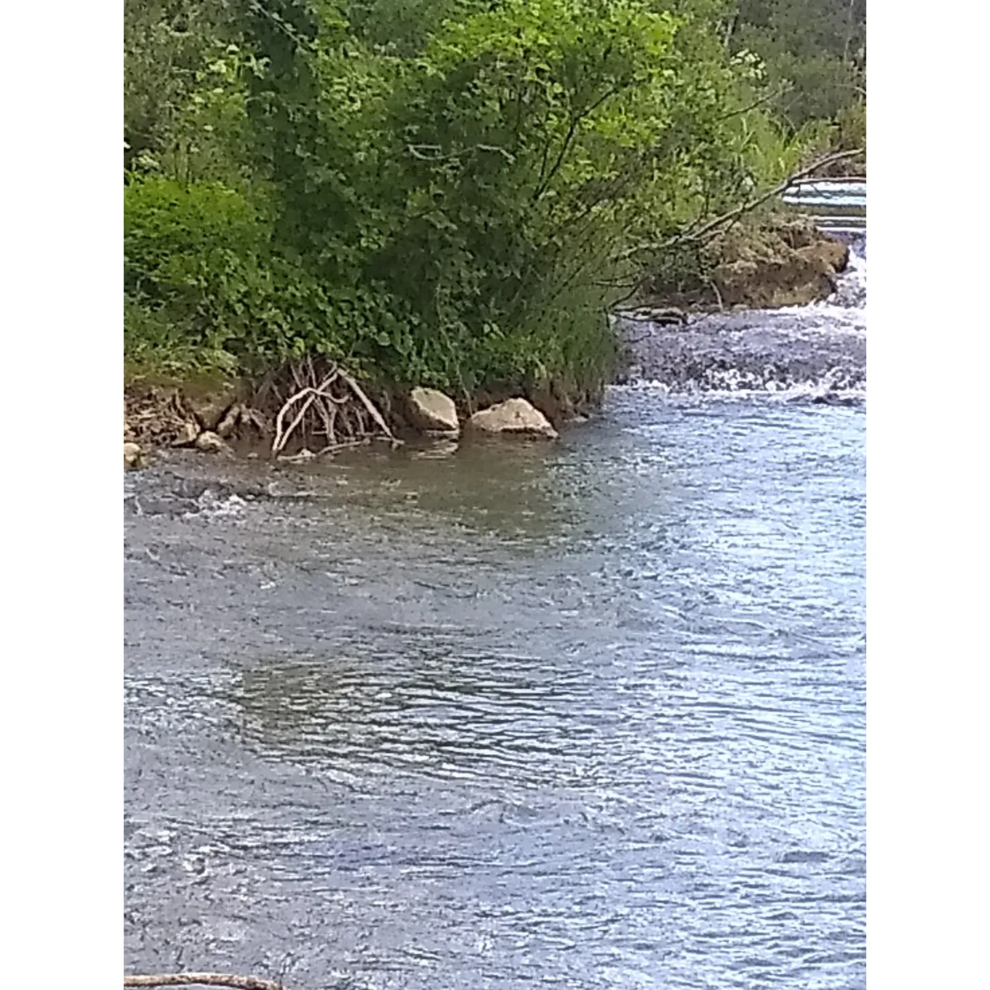 Nichols Don emerges as a haven for anglers and nature lovers alike, boasting a prime location where the serene beauty of the Blue River unfolds. Esteemed by patrons for its picturesque landscapes, the site offers a delightful escape where the water's gentle flow harmonizes with the rhythmic cast and reel of fishing enthusiasts. The river's clarity is the perfect canvas for spotting an array of fish, beckoning guests to immerse themselves in the challenge and tranquility of the sport.

Visitors consistently praise the lush environment that frames their experience, with the river's breathtaking beauty creating an idyllic backdrop for both relaxation and adventure. It's a place where the simplicity of a day spent outdoors is elevated by the scenic vistas and the plentiful opportunities to engage with nature.

At Nichols Don, the essence of outdoor charm is complemented by the friendly atmosphere and community spirit. Whether you're a seasoned angler or simply seeking a picturesque spot to unwind and enjoy the natural splendor, the allure of the Blue River's gorgeous setting is unmistakable. It's a destination that effortlessly captivates with its fusion of stunning scenery and the peaceful pastime of fishing, creating lasting memories for all who visit. Description by ChatGPT.