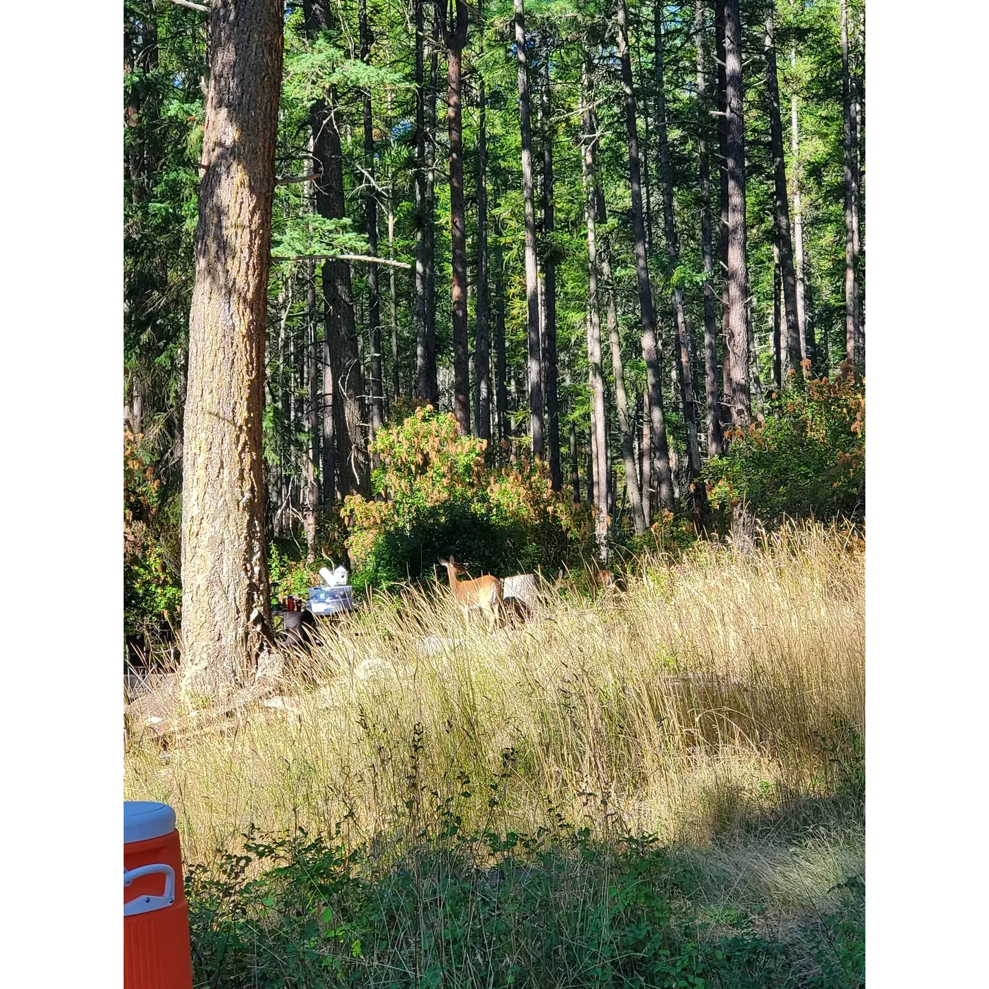 Whitetail Campground offers a serene retreat for outdoor enthusiasts, featuring impeccably maintained grounds that promise a refreshing camping experience. The tent sites boast cleanliness and practical design, ensuring level surfaces that accommodate campers comfortably, even during rainfall, thereby enhancing the outdoor adventure.

One of the highlights of the campground is its proximity to a breathtaking lake, renowned for its warm waters and picturesque surroundings, providing an idyllic spot for swimming and relaxation. The layout of the campground has been thoughtfully curated to offer ample privacy, with lush trees and dense vegetation creating a tranquil sanctuary where camper interaction is a delightful choice rather than a necessity.

Attention to detail is evident in the campground’s amenities, which include private showers and spotless bathroom facilities, conveniently located within walking distance from the campsites. Campers consistently praise the high level of upkeep of these facilities, adding an element of comfort to the rustic charm of the outdoors.

Interaction with the welcoming rangers and camp hosts adds a layer of security and community, ensuring a pleasant stay for all visitors. With a keen focus on providing a hospitable and memorable stay, Whitetail Campground remains a favorite among those who have experienced its natural beauty and exceptional service, making it a sought-after destination to which many gladly return year after year. Description by ChatGPT.