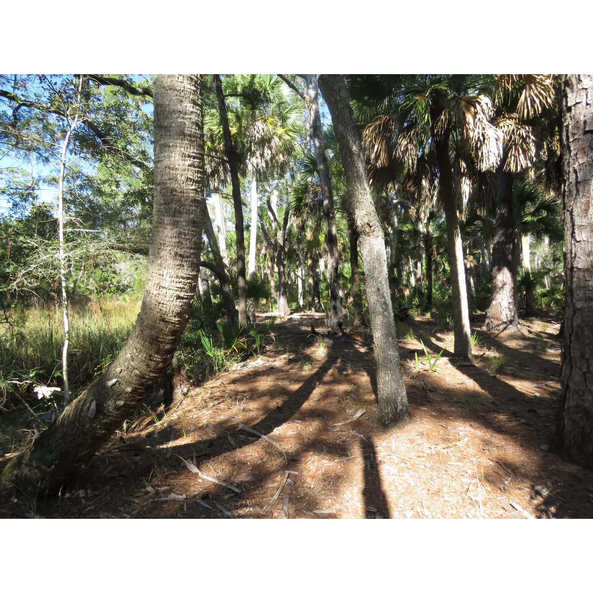 The Pinhook River Campsite is a popular outdoor destination located in Florida, USA, specifically in the zip code 32344. This campsite is situated along the tranquil waters of the Pinhook River, offering visitors a serene and picturesque setting to enjoy outdoor activities such as fishing, kayaking, and hiking. The campsite provides basic amenities including camping spots, picnic tables, and fire pits for visitors to use during their stay.

The Pinhook River Campsite is a great option for those looking to escape the hustle and bustle of city life and immerse themselves in nature. The campsite is known for its peaceful ambiance and opportunities for wildlife viewing, making it an ideal spot for nature enthusiasts and outdoor adventurers. With its convenient location and beautiful surroundings, the Pinhook River Campsite is a popular choice for both locals and tourists looking to experience the beauty of Florida's natural landscape. Description by ChatGPT.