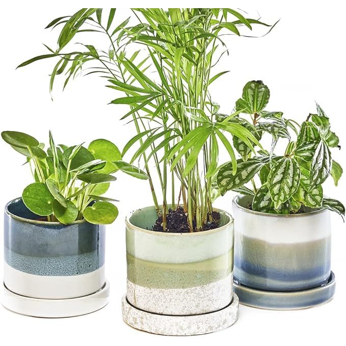 The CHIVE ‘Minute’ Ceramic Succulent Planters are a set of 3 small plant pots designed for indoor use. Each planter has a diameter of 3 inches, making them perfect for small succulents, cacti, or flowers. The planters come in a green and blue mix, adding a pop of color to your home decor.